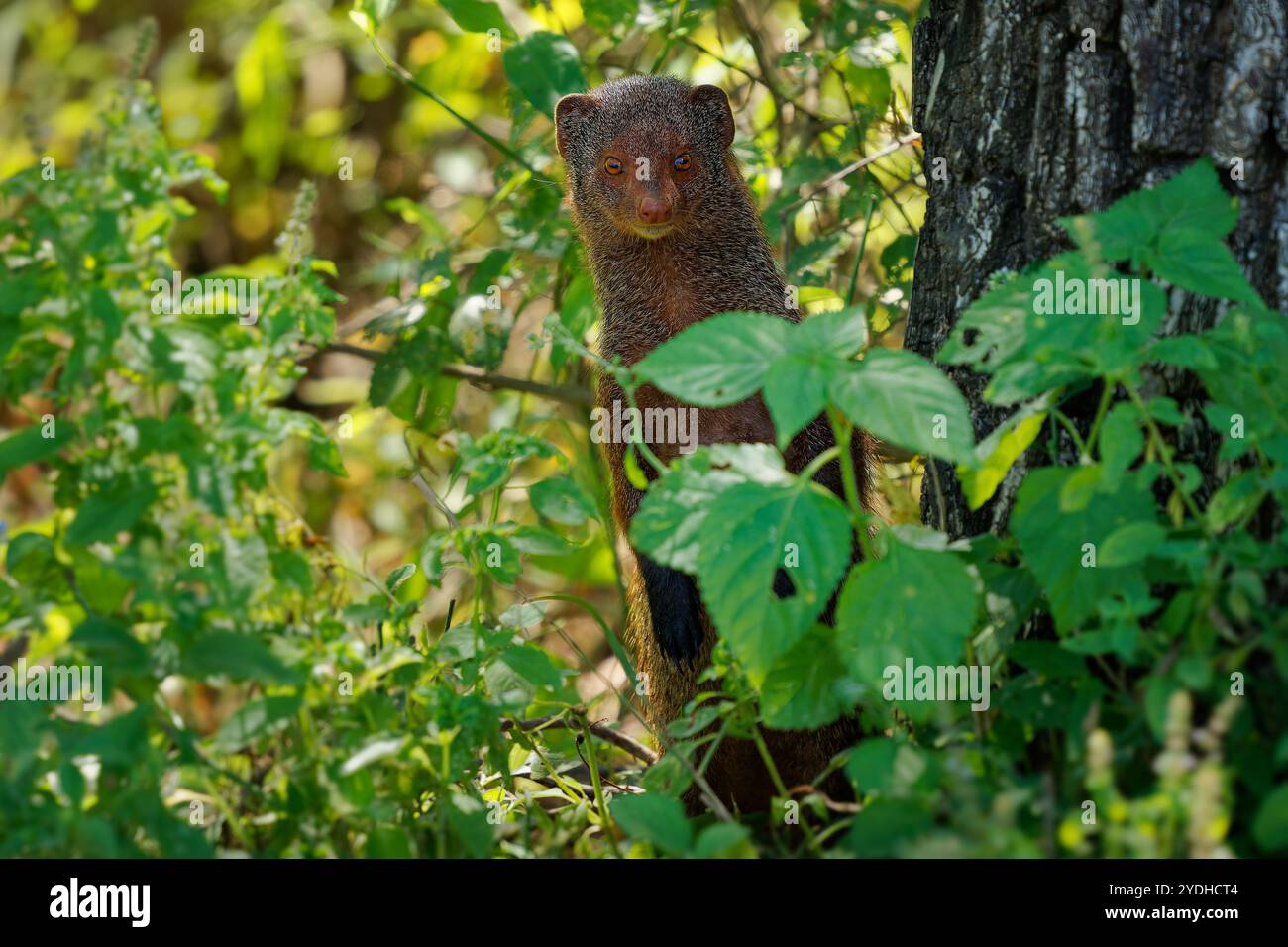 Ruddy Mungo Urva oder Herpestes smithii ist ein kleines Waldtier und bevorzugt abgeschiedene Gebiete, die in den Bergwäldern Indiens und Sri Lankas beheimatet sind. Stockfoto