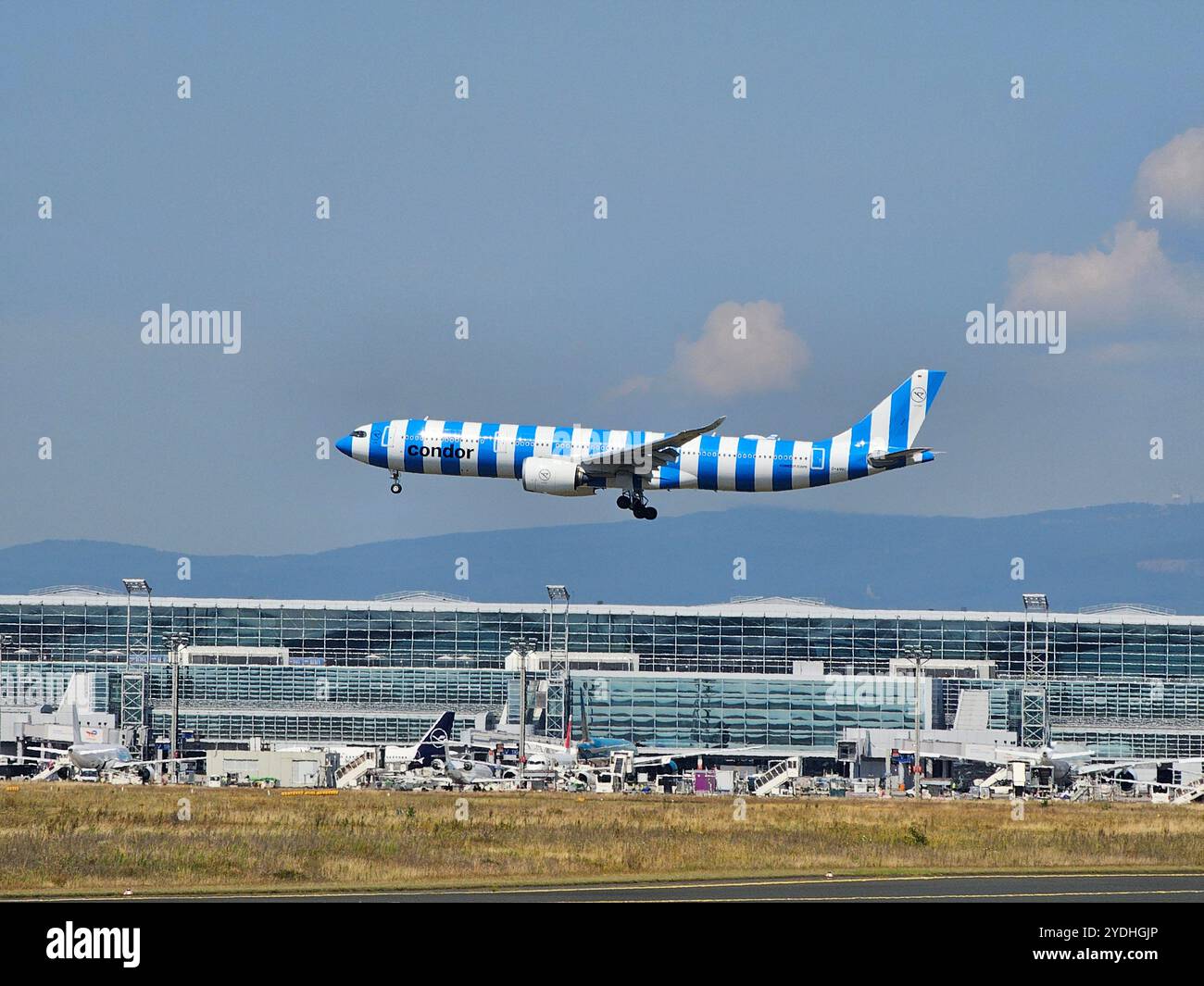 Frankfurt, Hessen, Deutschland - 13. August 2024: Condor Blue Lackierung Airbus A330-941 D-ANRC vom Flughafen Frankfurt Stockfoto