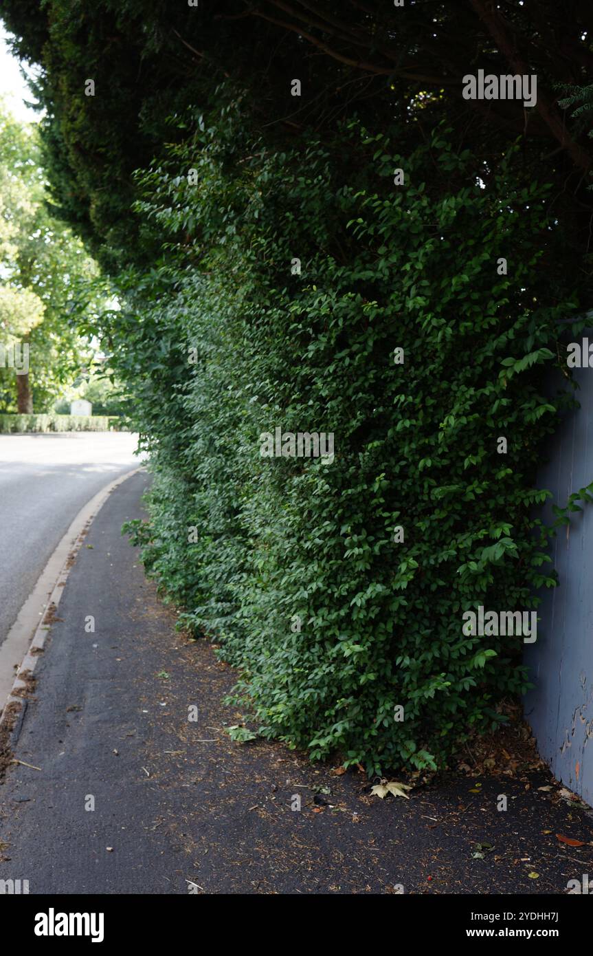 Die Gartenhecke ist bewachsen und blockiert den Bürgersteig mit der unscharfen Straße im Hintergrund. Stockfoto