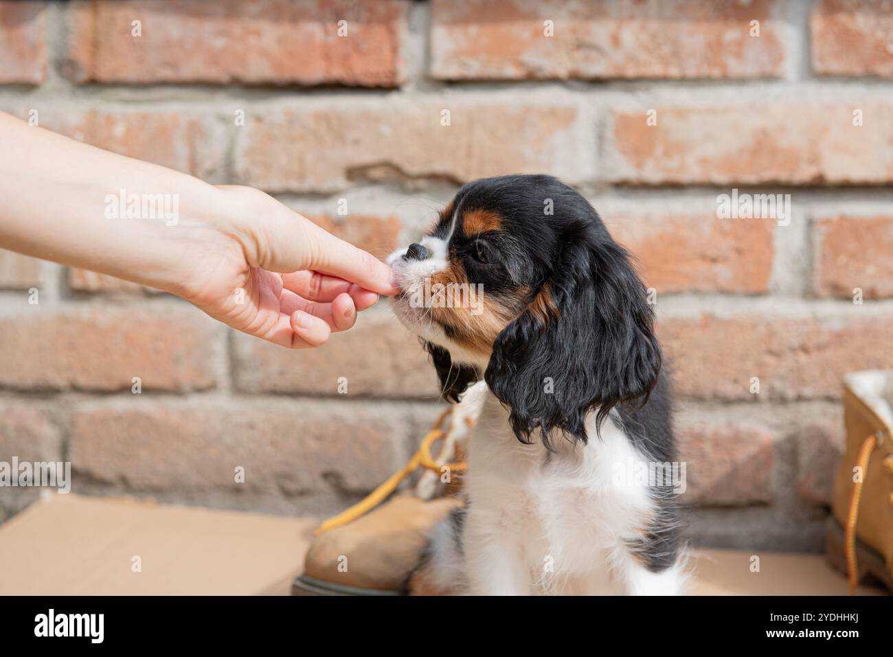 Porträt des dreifarbigen Kavaliers König charles Spaniel Welpen Stockfoto