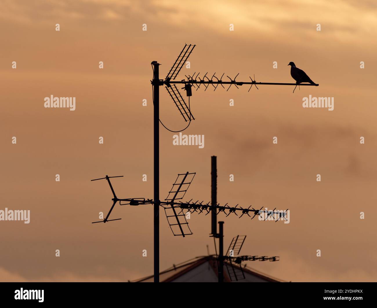 Eine Taube, die auf einer Antenne im Zentrum von Karlshamn sitzt. Stockfoto Eine Taube, die auf einer Antenne im Zentrum von Karlshamn sitzt. Stockfoto