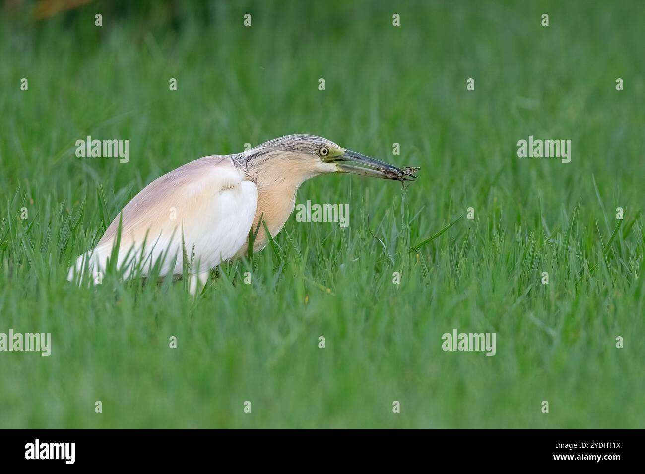 Reiher jagen zwischen grünem Gras in einem Feuchtgebiet. Froschfressender Reiher. Squacco Reiher, Ardeola ralloides Stockfoto