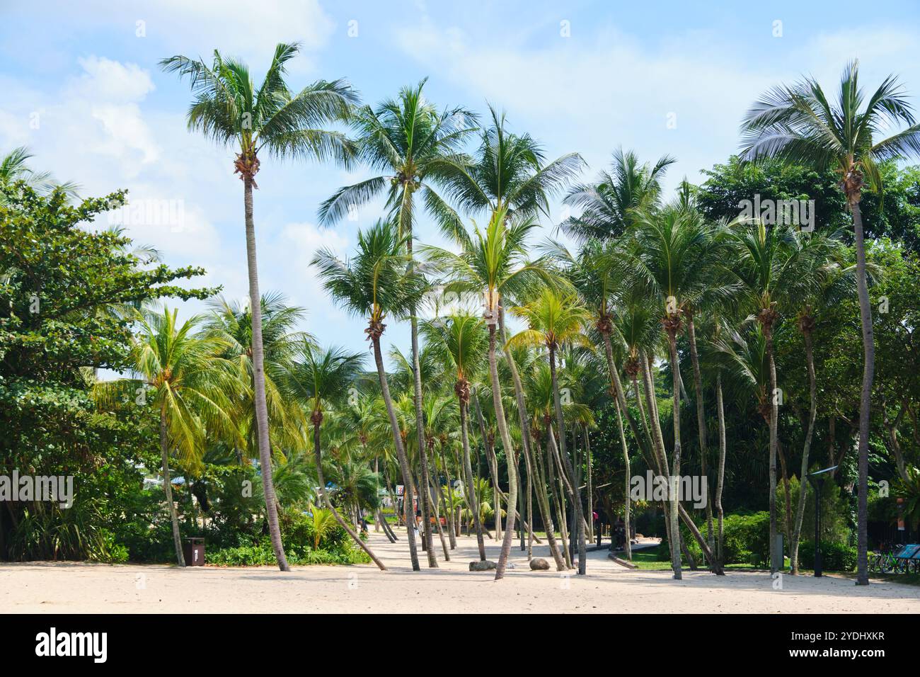 Singapur - 14. August 2024: Goldener Sand und üppige Vegetation am tropischen Palawan Beach auf der Insel Sentosa Stockfoto