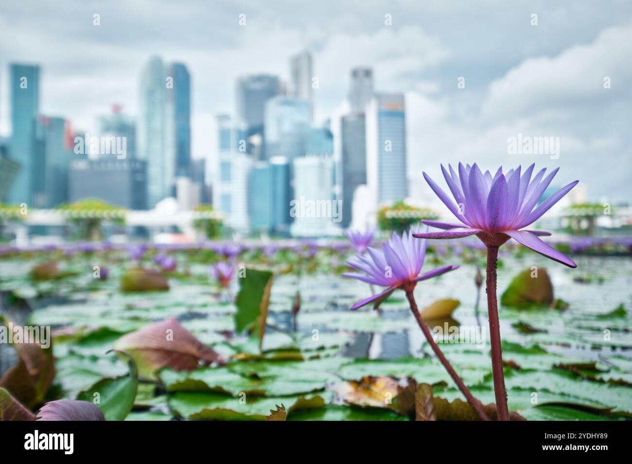 Singapur - 14. August 2024: Lilienteich unter dem Lotusförmigen Kunstwissenschaftsmuseum und der Skyline der Stadt. In der Nähe des Marina Bay Sands Stockfoto