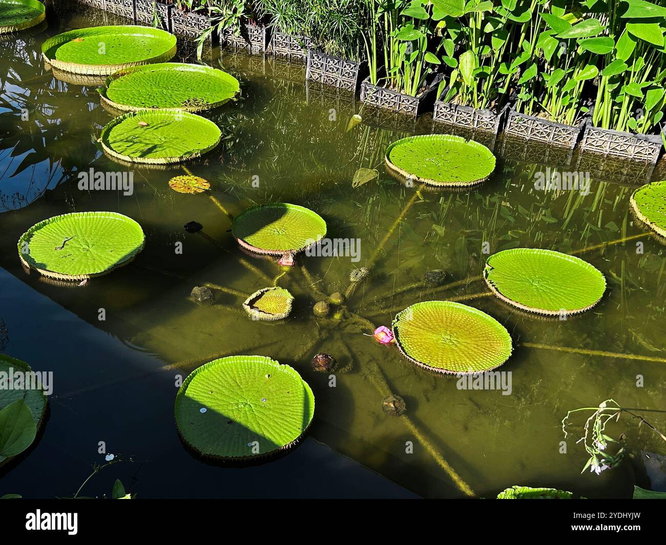 Singapur - 13. August 2024: Lilienpads in den Botanischen Gärten von Singapur Stockfoto