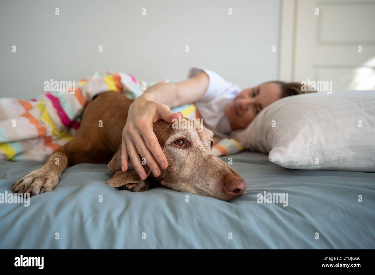 Schließen Sie den Maul des vizsla Hundes, der mit dem Besitzer liegt, der den Kopf des Tieres berührt, mit den Händen im Bett, zusammen aufgewacht. Stockfoto