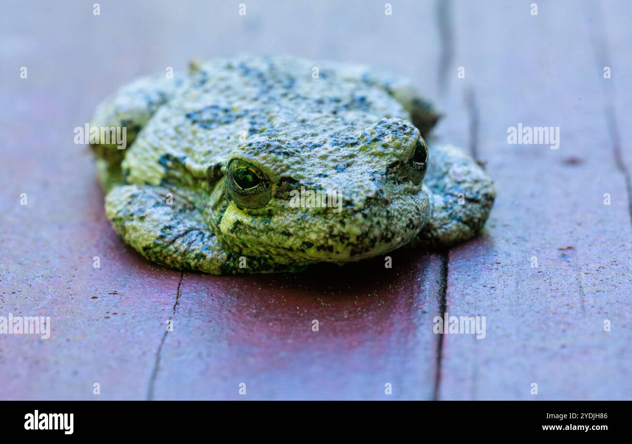 Ein grauer Baumfrosch, der auf Holz sitzt und versucht, sich in Arme und Beine einzufügen. Nahaufnahme Makroaufnahme Stockfoto