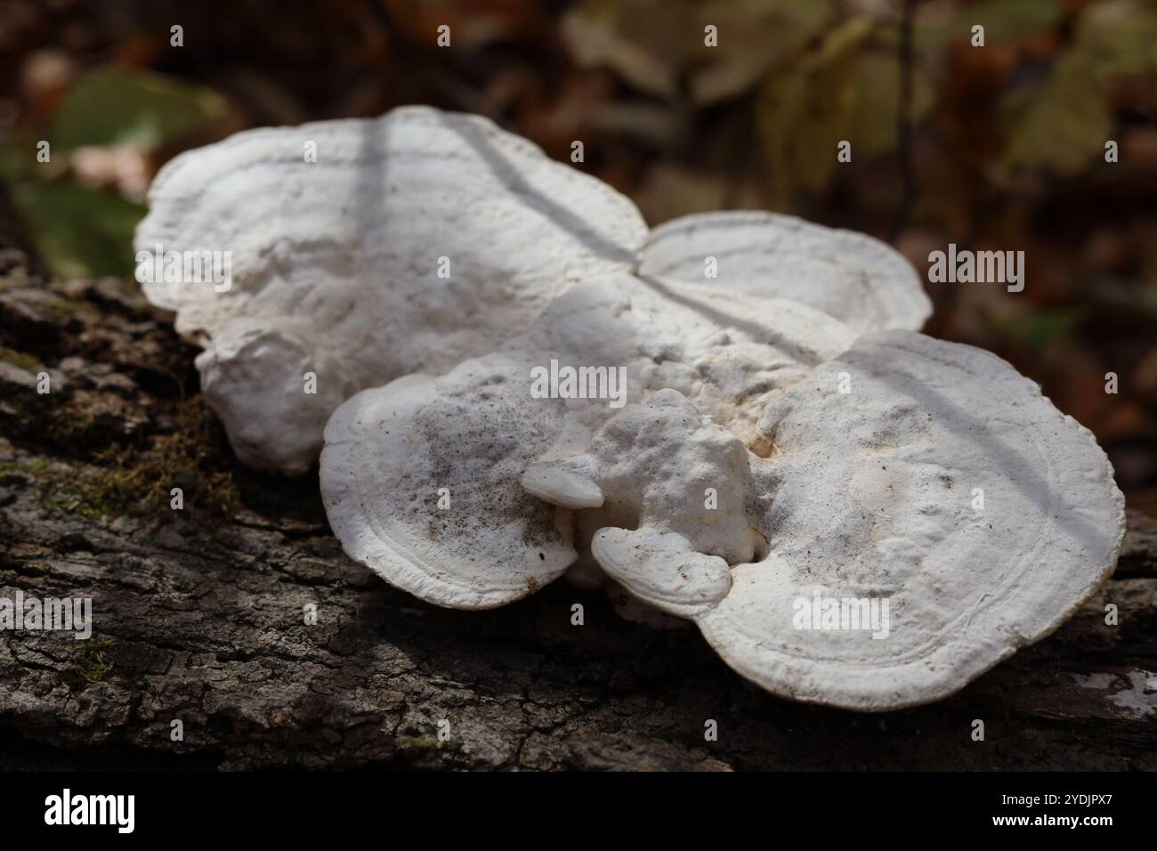 Großer weißer Pilz, der auf umgestürzten Bäumen in Wäldern wächst Stockfoto