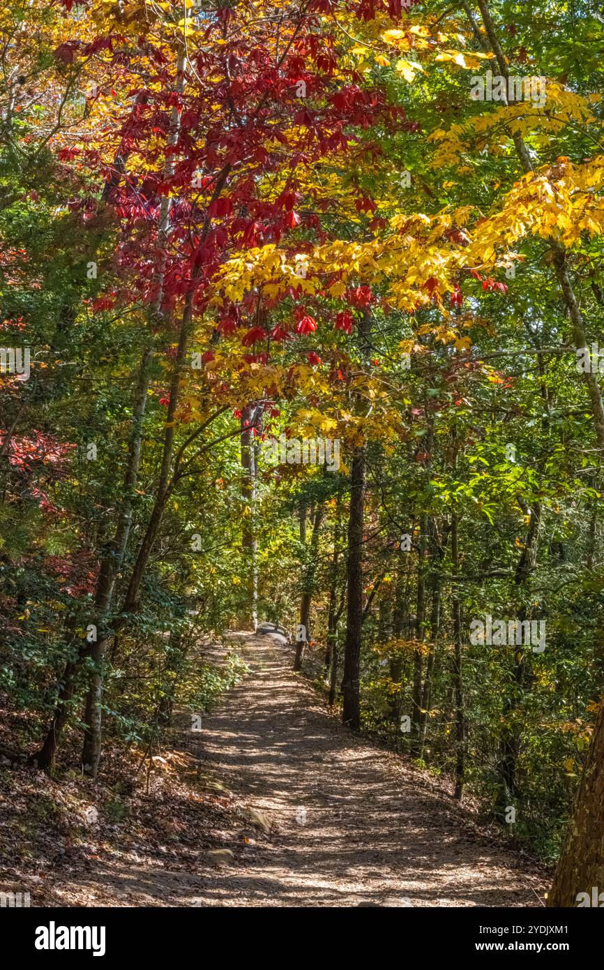 Farbenfrohe Herbstbälle über einem bewaldeten Pfad im Tallulah Gorge State Park in Tallulah Falls, Georgia. (USA) Stockfoto