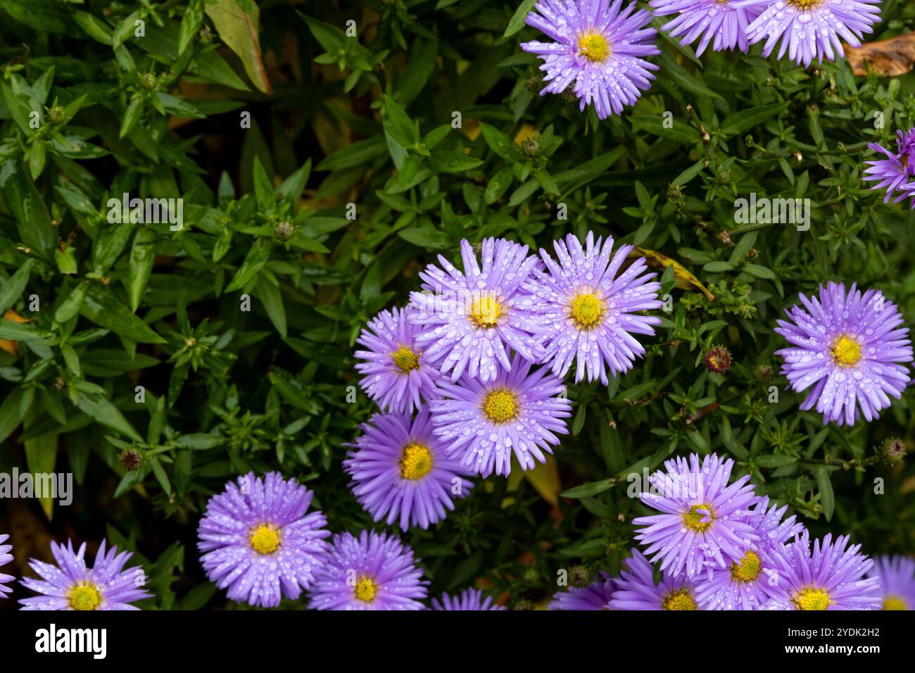 Die New yorker Asterblume blüht mit Wassertropfen. Stockfoto