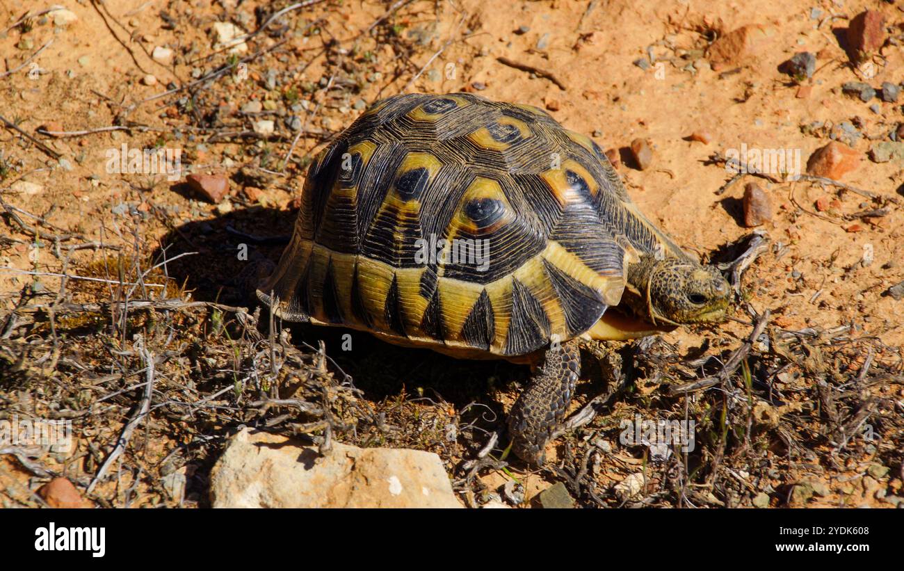 Angulatschildkröte (Chersina angulata) in natürlichem Lebensraum, Westkap, Südafrika Stockfoto