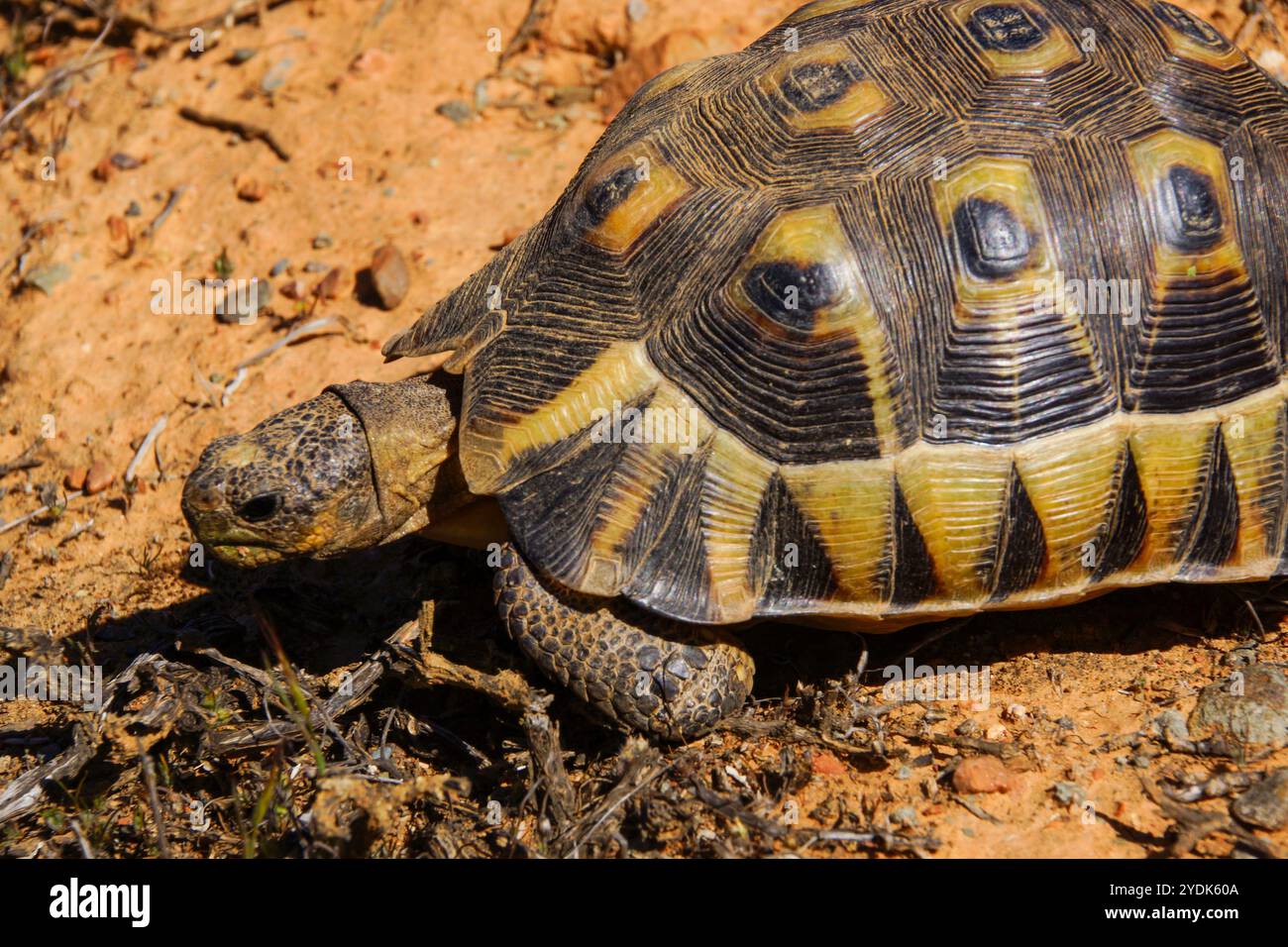 Chersina angulata, die angewinkelte Schildkröte im natürlichen Lebensraum, Westkap, Südafrika Stockfoto