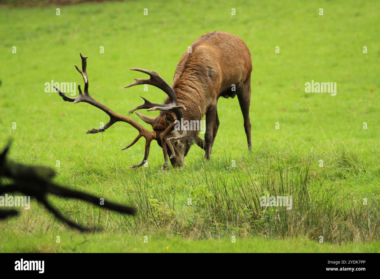 Männliches Rotwild mit beeindruckenden Geweihen auf einer grünen Wiese Stockfoto