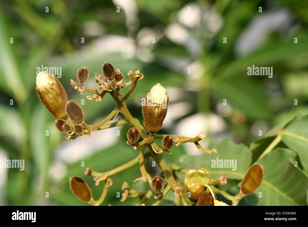 Katsagon (Fernandoa adenophylla) Blütenknospen zwischen grünem Laub. Stockfoto