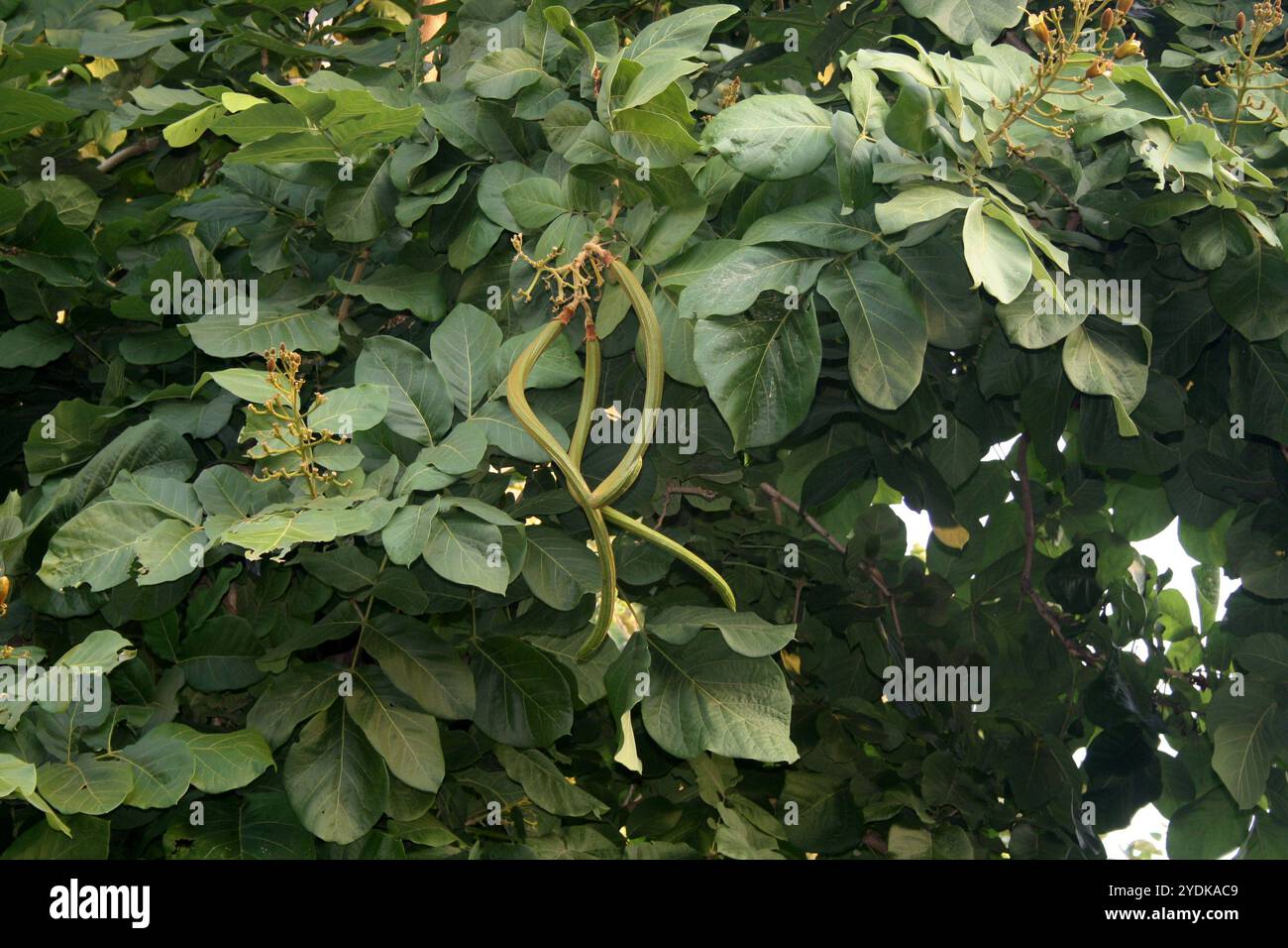 Katsagon (Fernandoa adenophylla) Kapseln, die an einem Baum hängen. Stockfoto