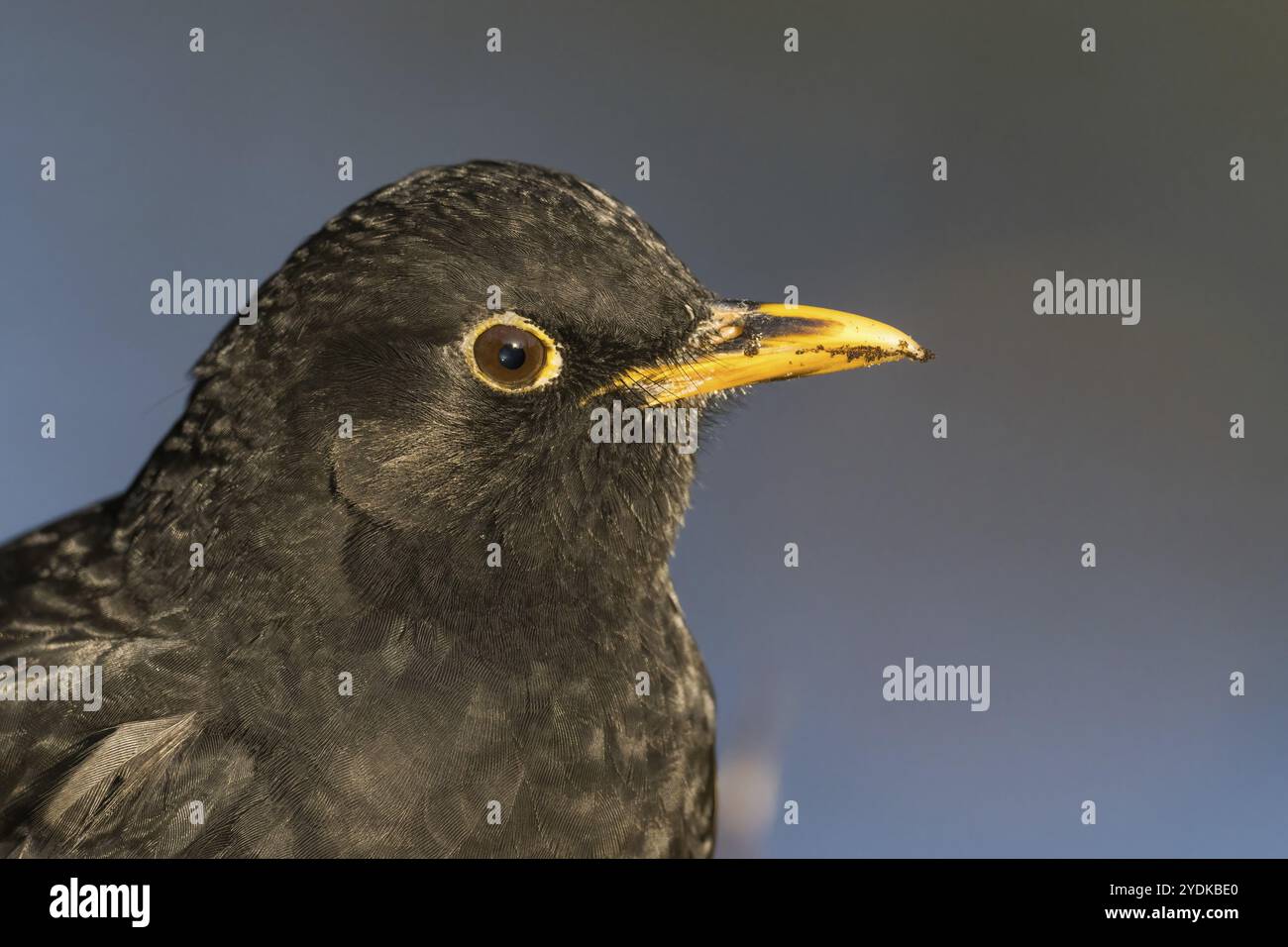 Nahaufnahme eines Amselkopfes (Turdus merula) mit markantem gelben Schnabel und dunklen Federn, Hessen, Deutschland, Europa Stockfoto