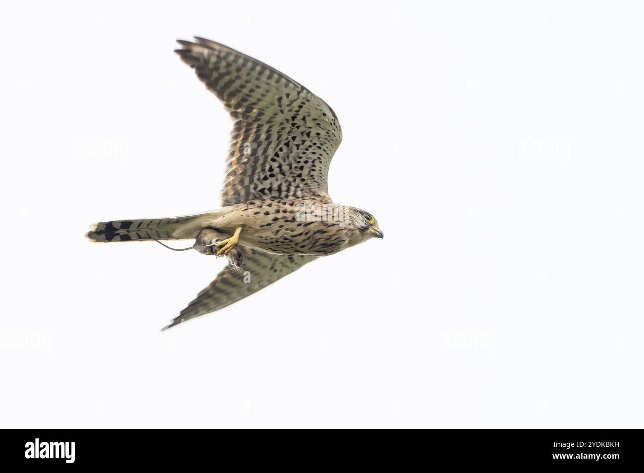 Ein Falco tinnunkulus fliegt mit ausgestreckten Flügeln und einer gefangenen Maus am hellen Himmel, Hessen, Deutschland, Europa Stockfoto