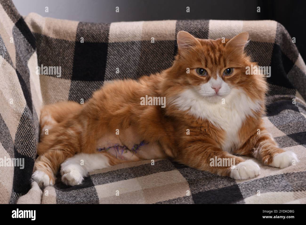 Erwachsene Ingwerflauschige Katze, die nach einer Bauchoperation zu Hause auf dem Sofa ruht Stockfoto