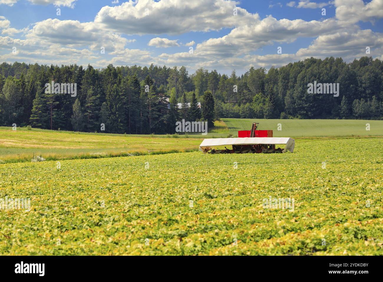 Gurkenfeld im Juli mit Saisonarbeitern, die Gurke mit Gurkenflyer ernten. Südfinnland. Keine identifizierbaren Personen auf dem Foto Stockfoto