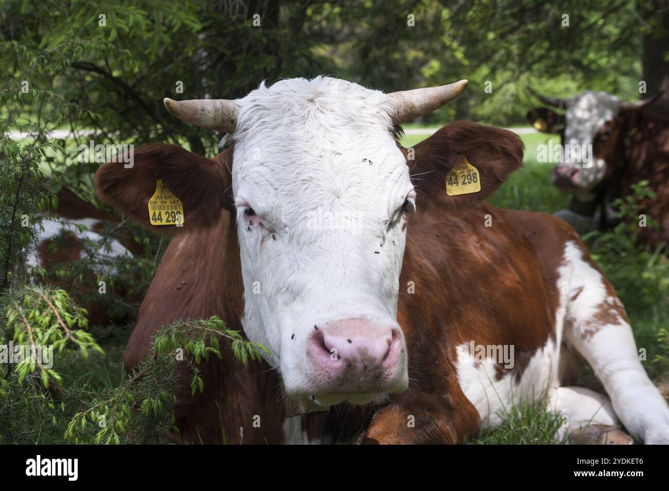 29.05.2016, Rottach-Egern, Bayern, Deutschland, Europa, Kühe weiden auf einer Weide in der Nähe des bayerischen Dorfes Rottach-Egern am Tegernsee Stockfoto