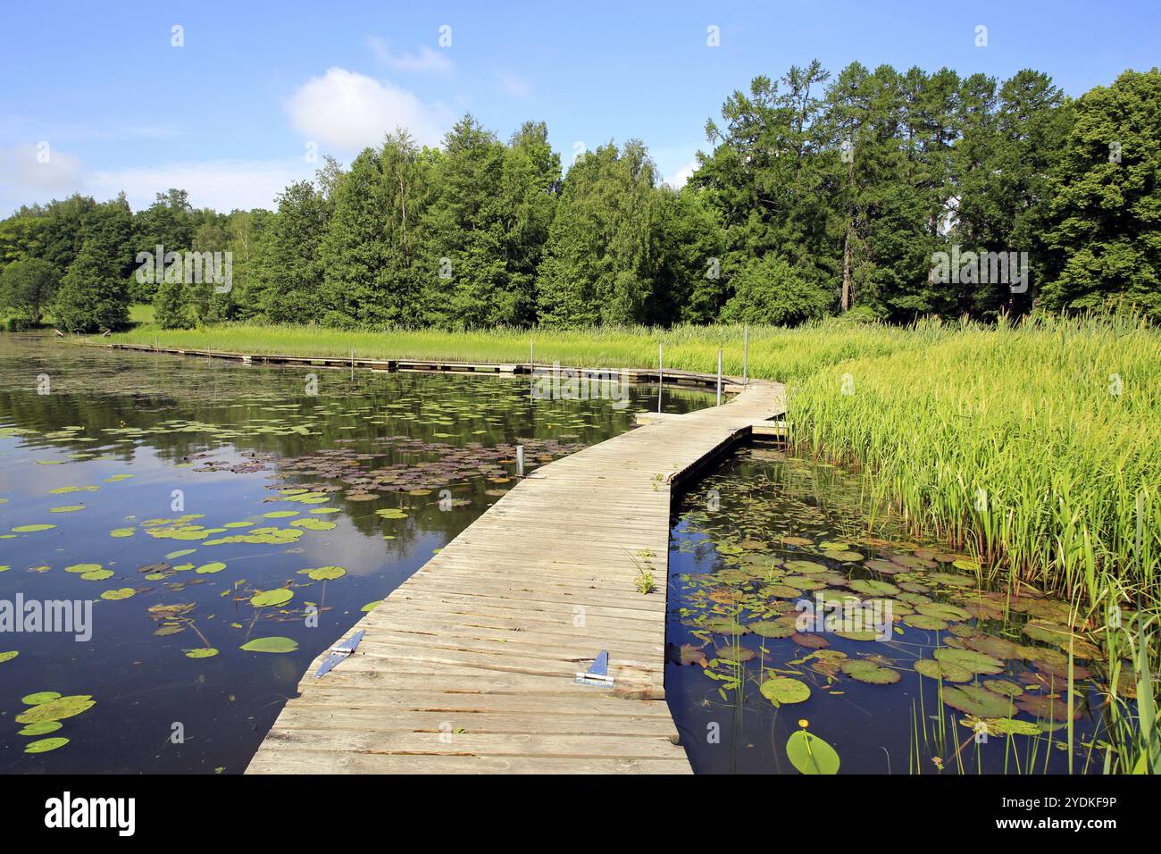 Schwimmender Holzsteg entlang des Ufers eines kleinen Sees mit Seerosenblättern auf der ruhigen Wasseroberfläche. Finnland. Mittsommerabend, 2021 Stockfoto