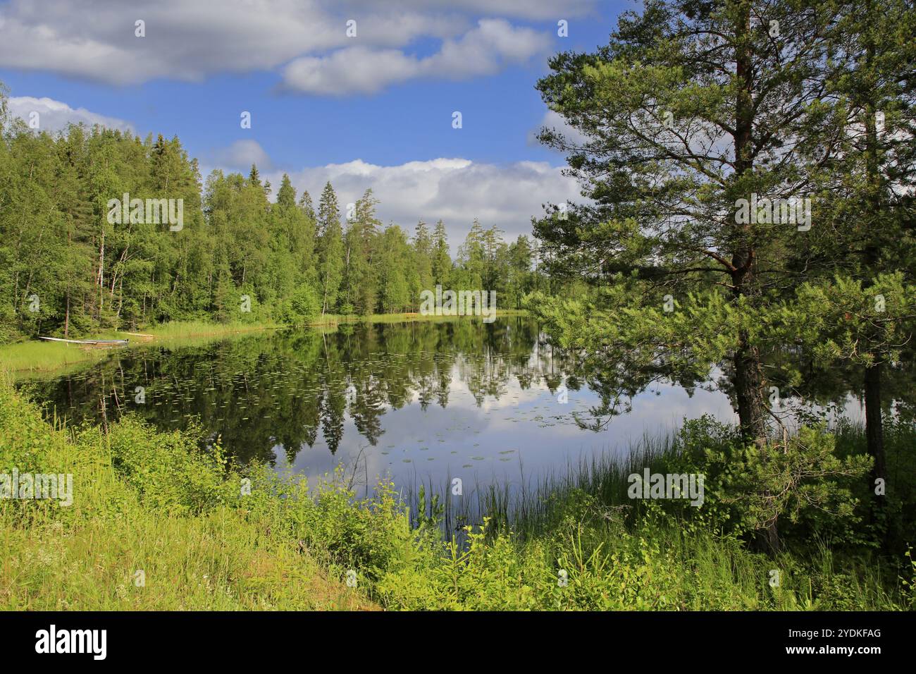 Ruhiger See Sorvasto am schönen Mittsommerabend mit üppigen Bäumen, blauem Himmel und schönen Wolken. Sorvasto ist ein kleiner See an der Straße 186 in Kisko Stockfoto