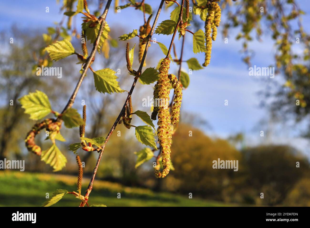 Birke (Betula) blüht oder Katzinen und grüne Blätter im Frühling vor blauem Himmel. Birkenpollenallergie ist eine häufige saisonale Allergie Stockfoto