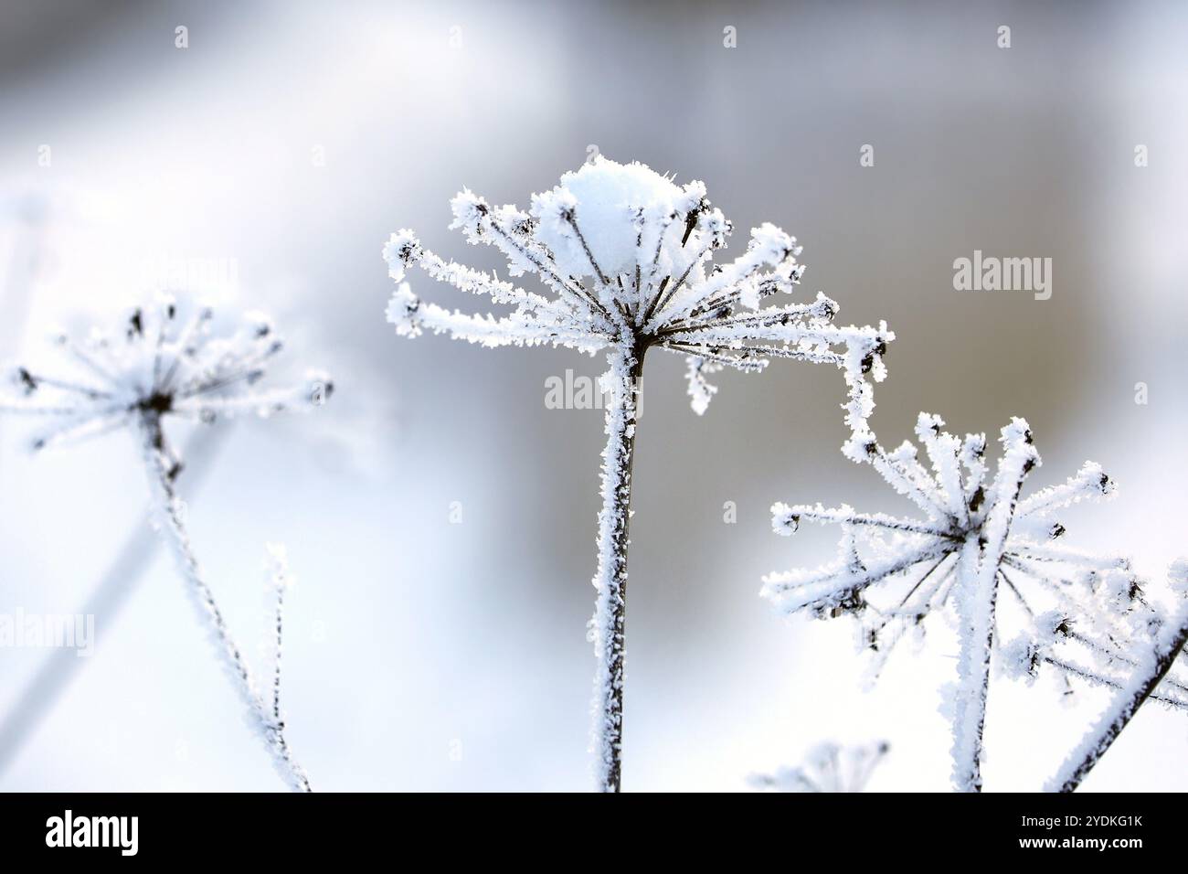 Raureif oder Adventreif und wenig Schnee über Anthriscus sylvestris, im Winter Kuh-Petersilienpflanze Stockfoto