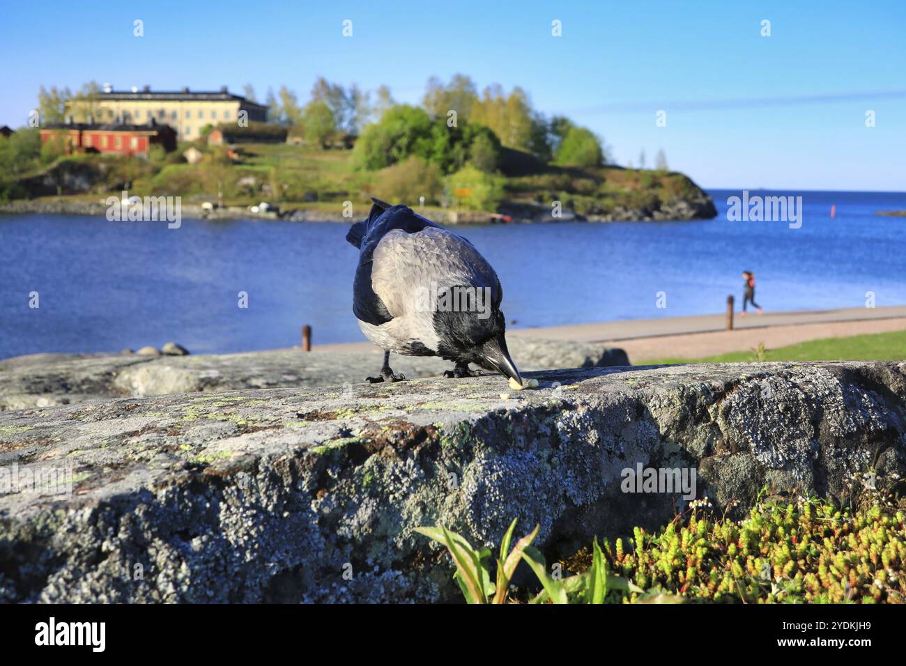 Kapuzenkrähe, Corvus cornix, essen Erdnüsse auf einem Felsen am Meer mit wunderschönem Blick auf das Meer an einem sonnigen Tag Stockfoto