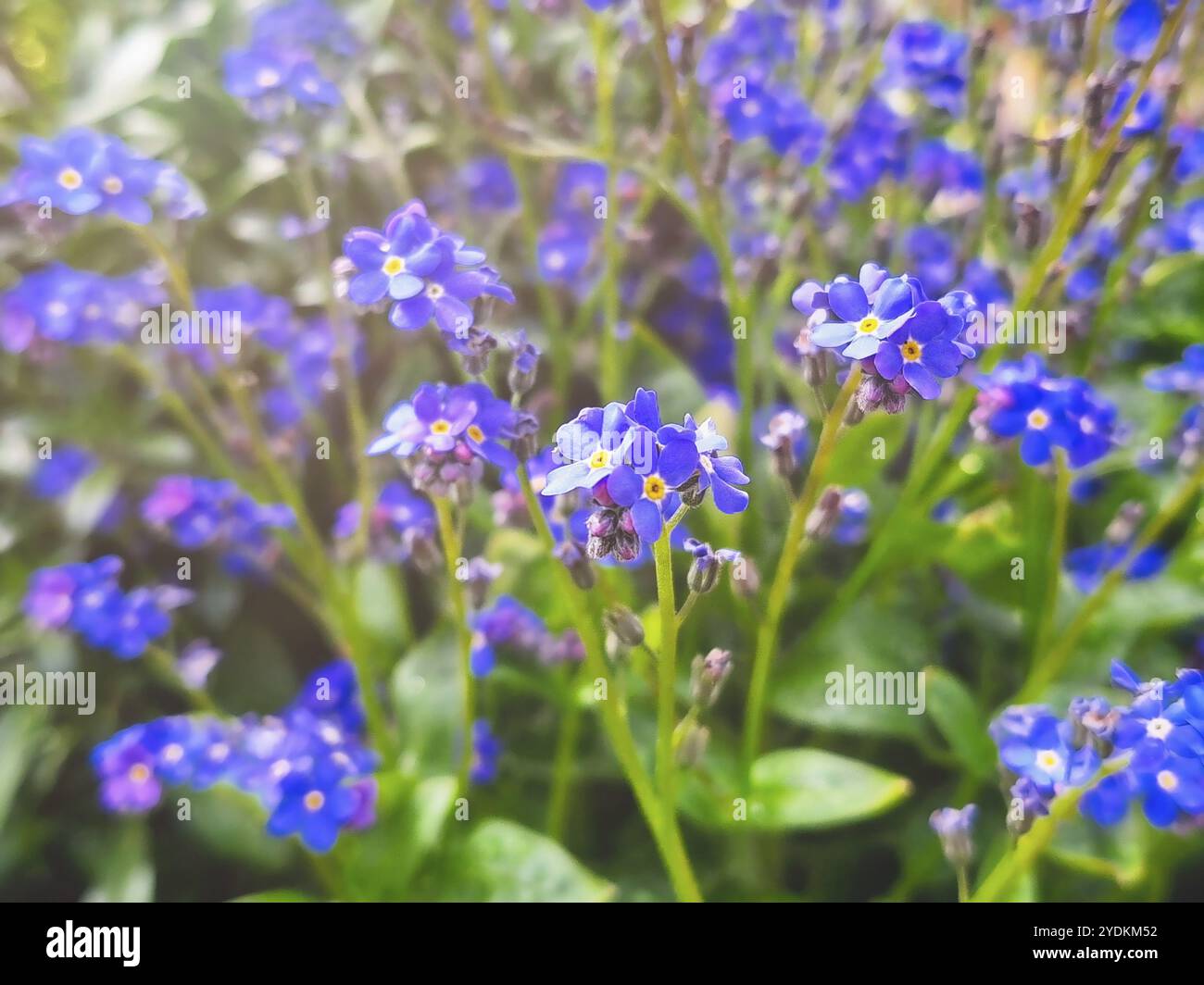 Blumen von Myosotis sylvatica, Vergissmeinnicht-Kultivierungspflanze, die in einem Park wächst. Geringe Schärfentiefe. Telefonfoto Stockfoto