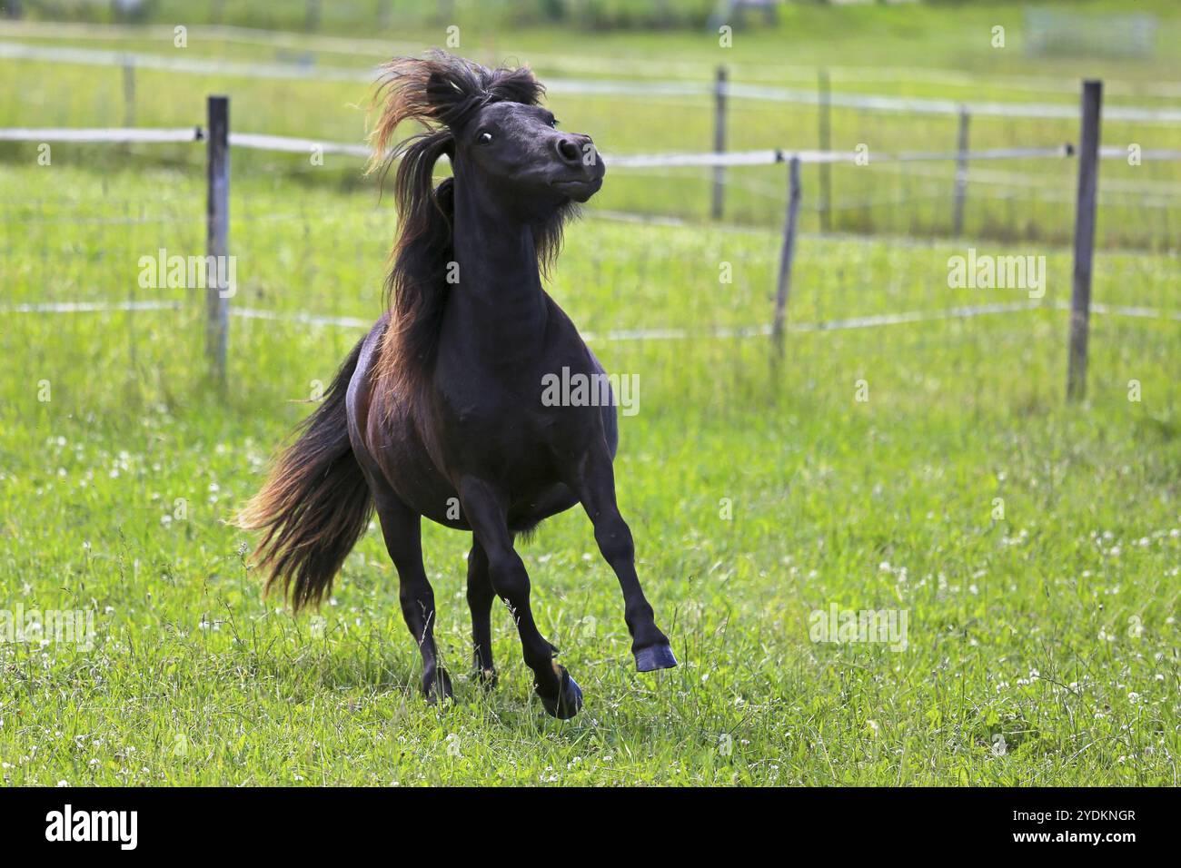 Wunderschönes Pferd aus dunkler Bucht galoppiert auf einem grünen Feld Stockfoto