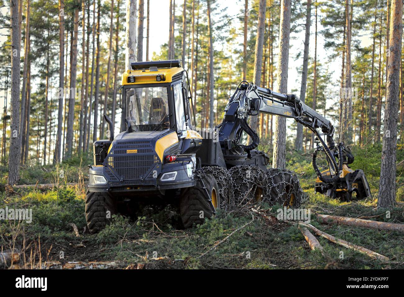 Salo, Finnland, 18. November 2018: Holzfällerstelle im finnischen Kiefernwald an einem Herbsttag mit dem Ponsse Ergo Waldernter. HDR sehr leicht aufgetragen, Stockfoto