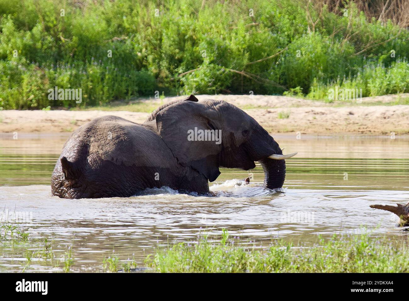 Elefant im Selous Wildreservat. Männlicher Elefant weidet im Busch, im Selous Game Reserve in Tansania Stockfoto