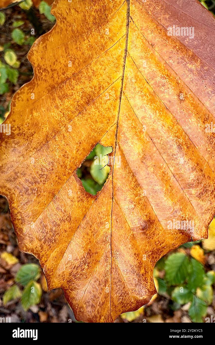 Herbstblattdetail mit Loch im Blatt Stockfoto