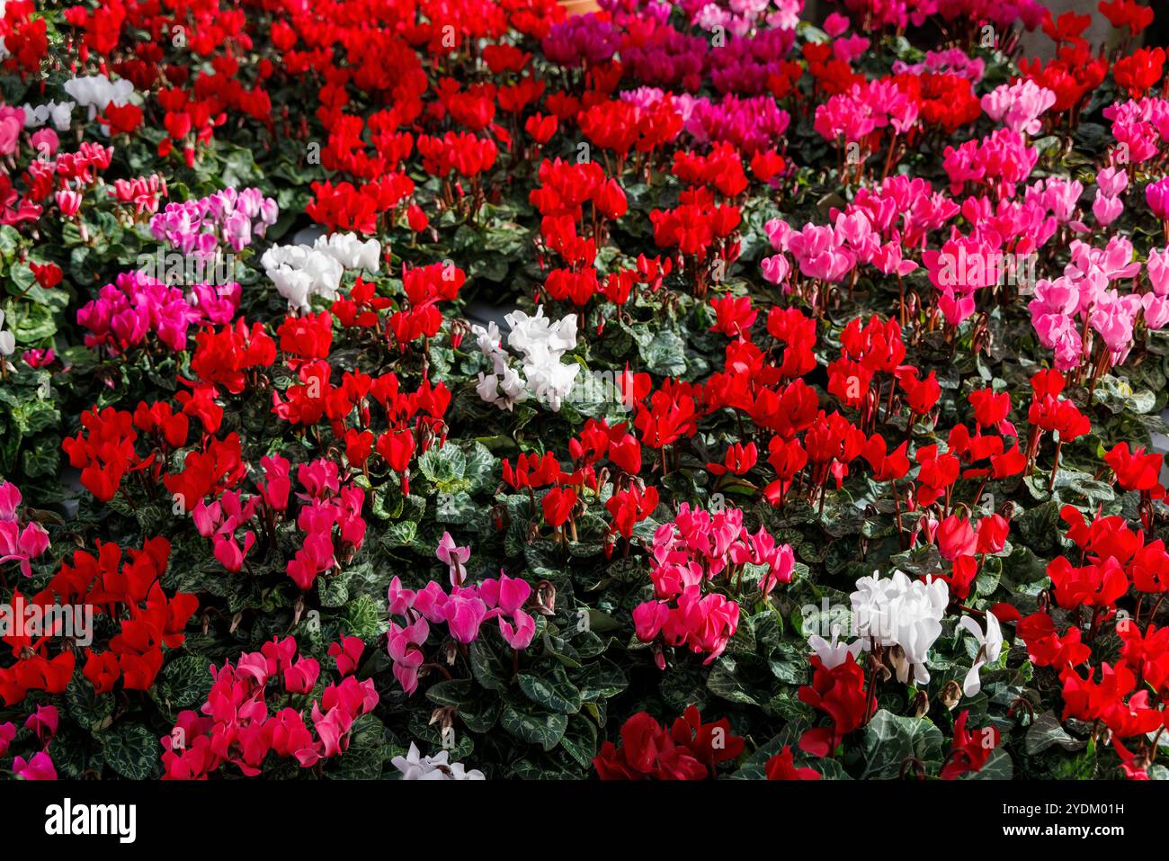 Cyclamen Flowers, Wales, Großbritannien Stockfoto