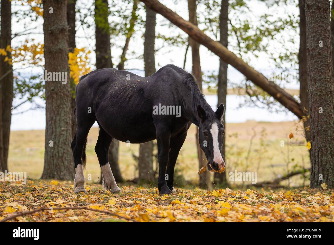 Schwarzes Pferd mit weißem Feuer, das auf herabfallenden Herbstblättern unter Bäumen weidet. Estnische einheimische Pferde ( Estnische Klepper), die auf der Küstenwiese weiden. Stockfoto