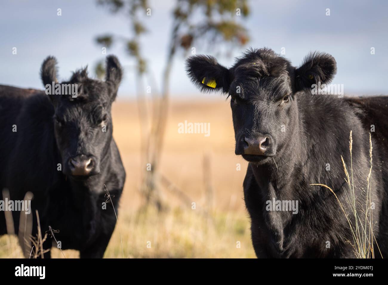 Jährling Färse Aberdeen Angus mit herbstlichem Hintergrund verschwommen. Ein Aberdeen Angus Kalb auf einer Küstenwiese. Stockfoto