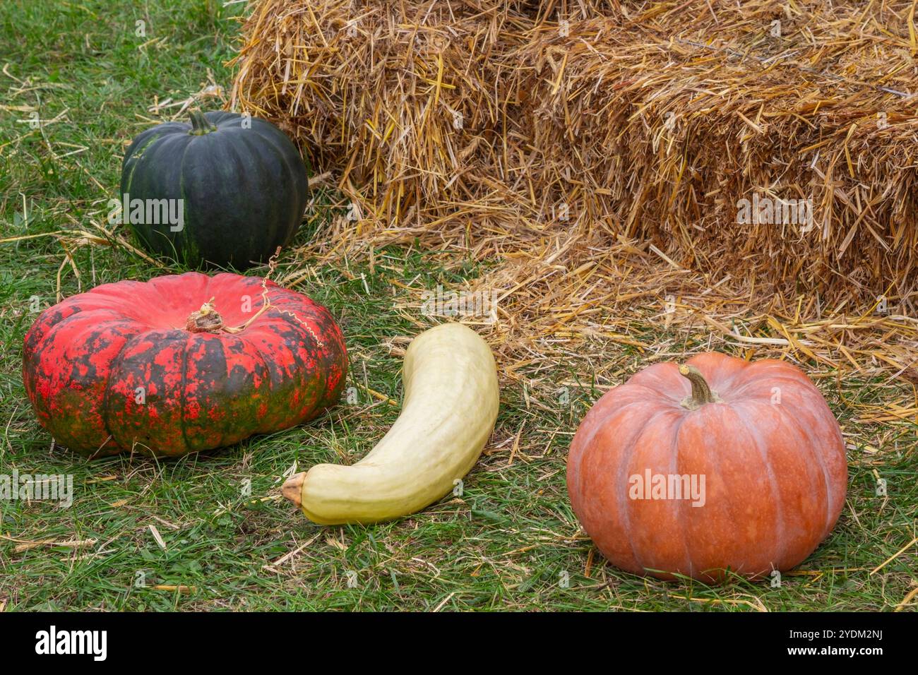 Vier bunte Kürbisse auf dem Gras. Es gibt einen Heuhaufen in der Nähe. Stockfoto