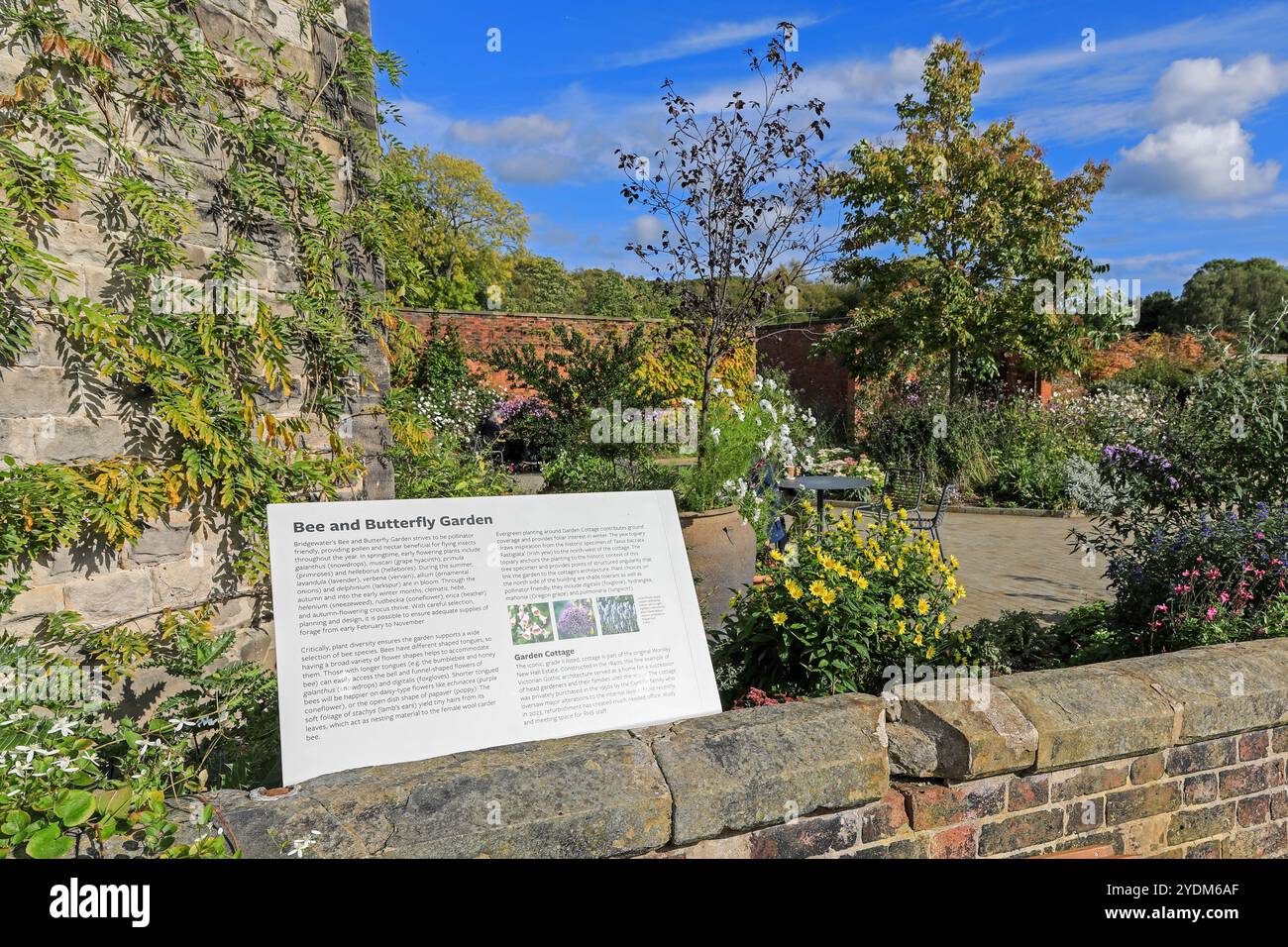 Der Bienen- und Schmetterlingsgarten im RHS Garden Bridgewater Gardens, Worsley in Salford, Greater Manchester, England, Großbritannien Stockfoto