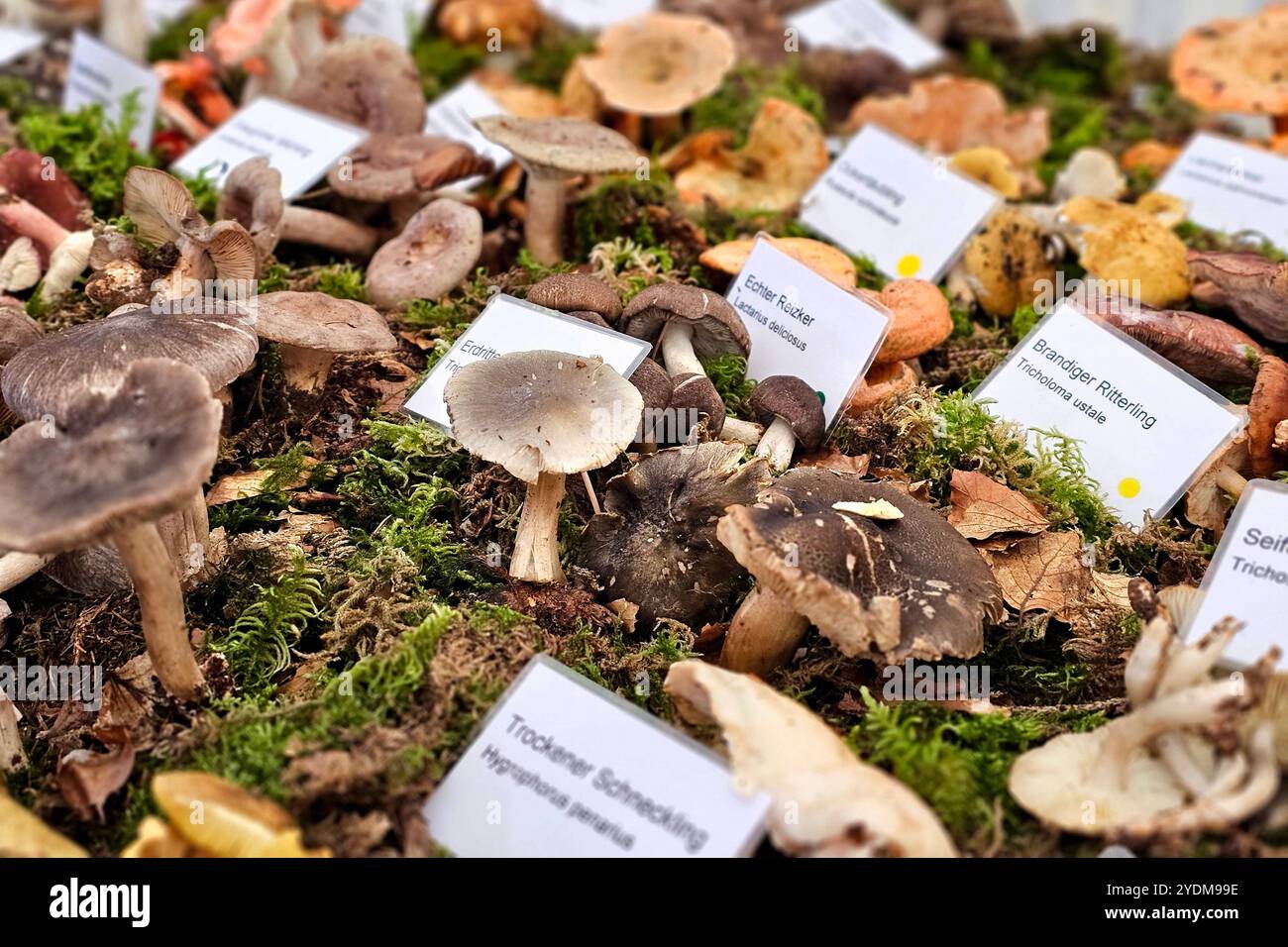 Wadern Themenfoto: Natur, Herbst, Wald, Pilze, Deutschland, 26.10.2024 Pilze werden auf einenm Herbstmarkt angeboten Themenfoto: Natur, Herbst, Wald, Pilze, Deutschland, 26.10.2024 *** Wadern Thema Foto Natur, Herbst, Wald, Pilze, Deutschland, 26 10 2024 Pilze werden auf einem Herbstmarkt angeboten Thema Foto Natur, Herbst, Wald, Pilze, Deutschland, 26 10 2024 Copyright: xAugstx/xEibner-Pressefotox EP jat Stockfoto