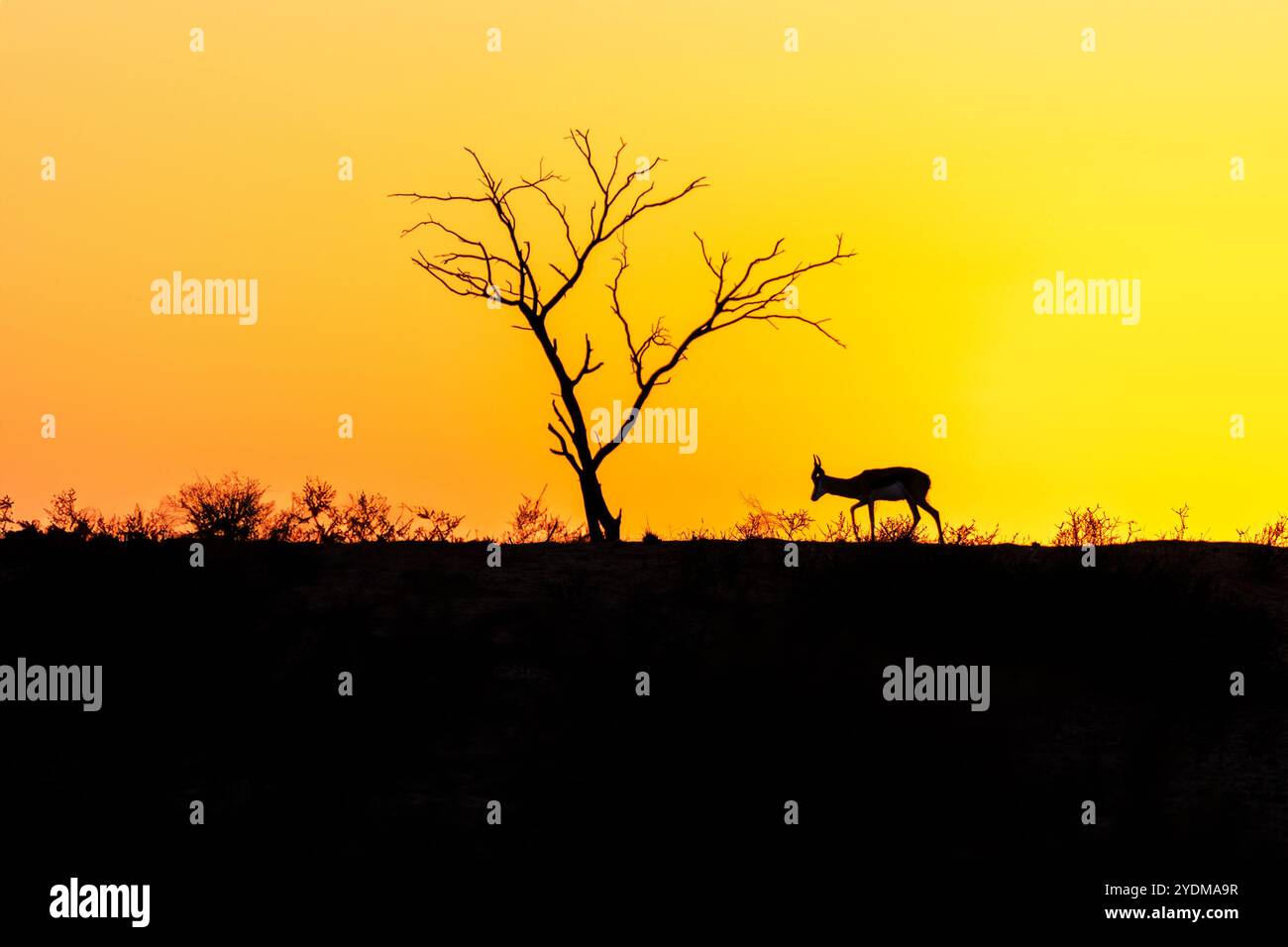 Sonnenaufgang in Namibia Stockfoto