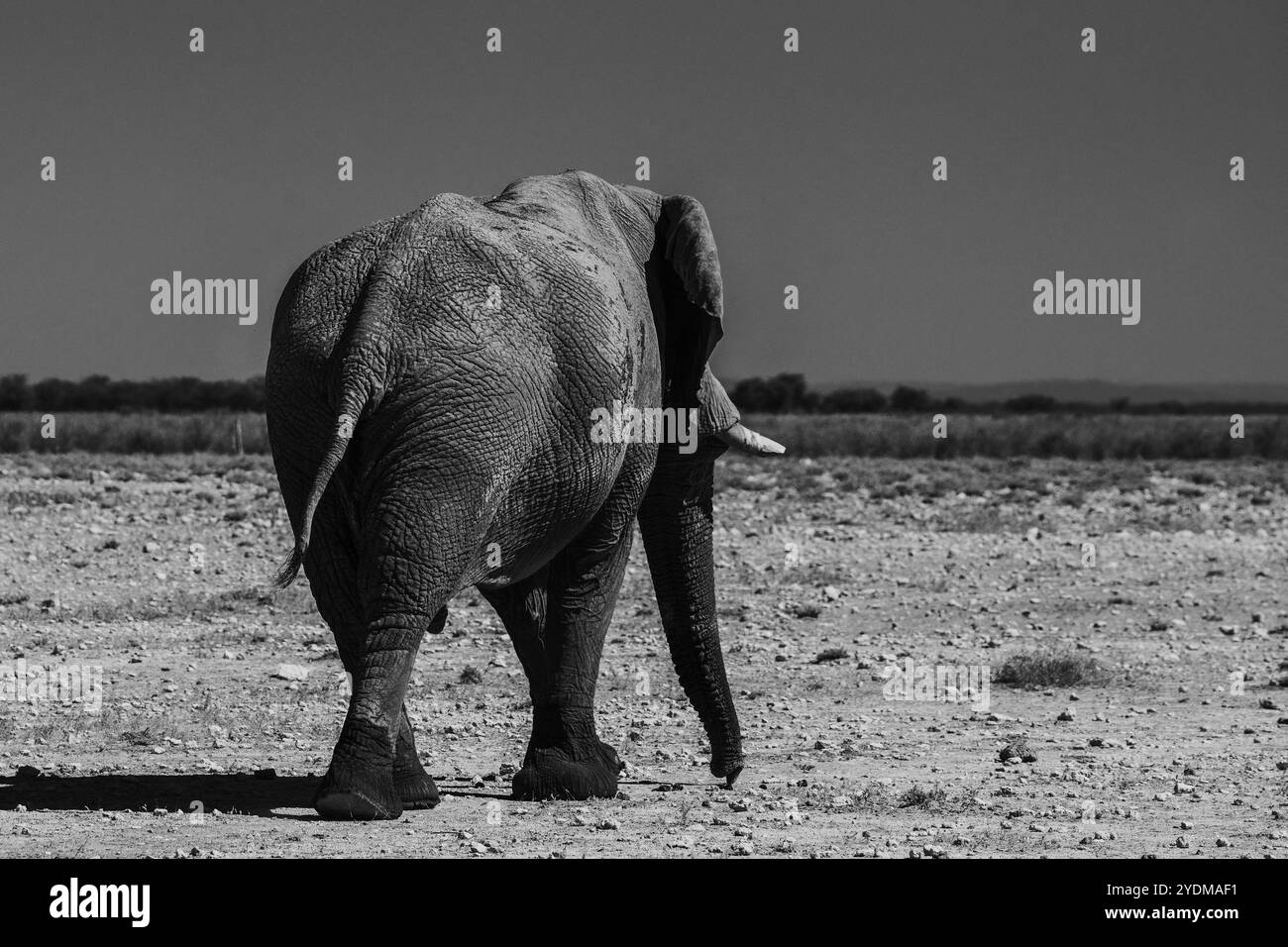 Afrikanische Tierwelt - Elefant in Namibia in Schwarz-weiß Stockfoto