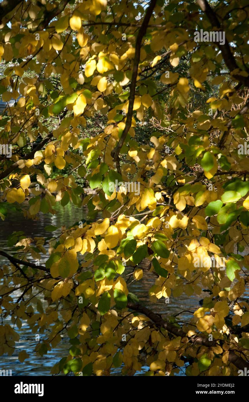 Herbstglory, Broomfield Park, North London, England, Vereinigtes Königreich - schöner Baum mit grünen und gelben Blättern, der zeigt, dass der Winter kommt; Stockfoto