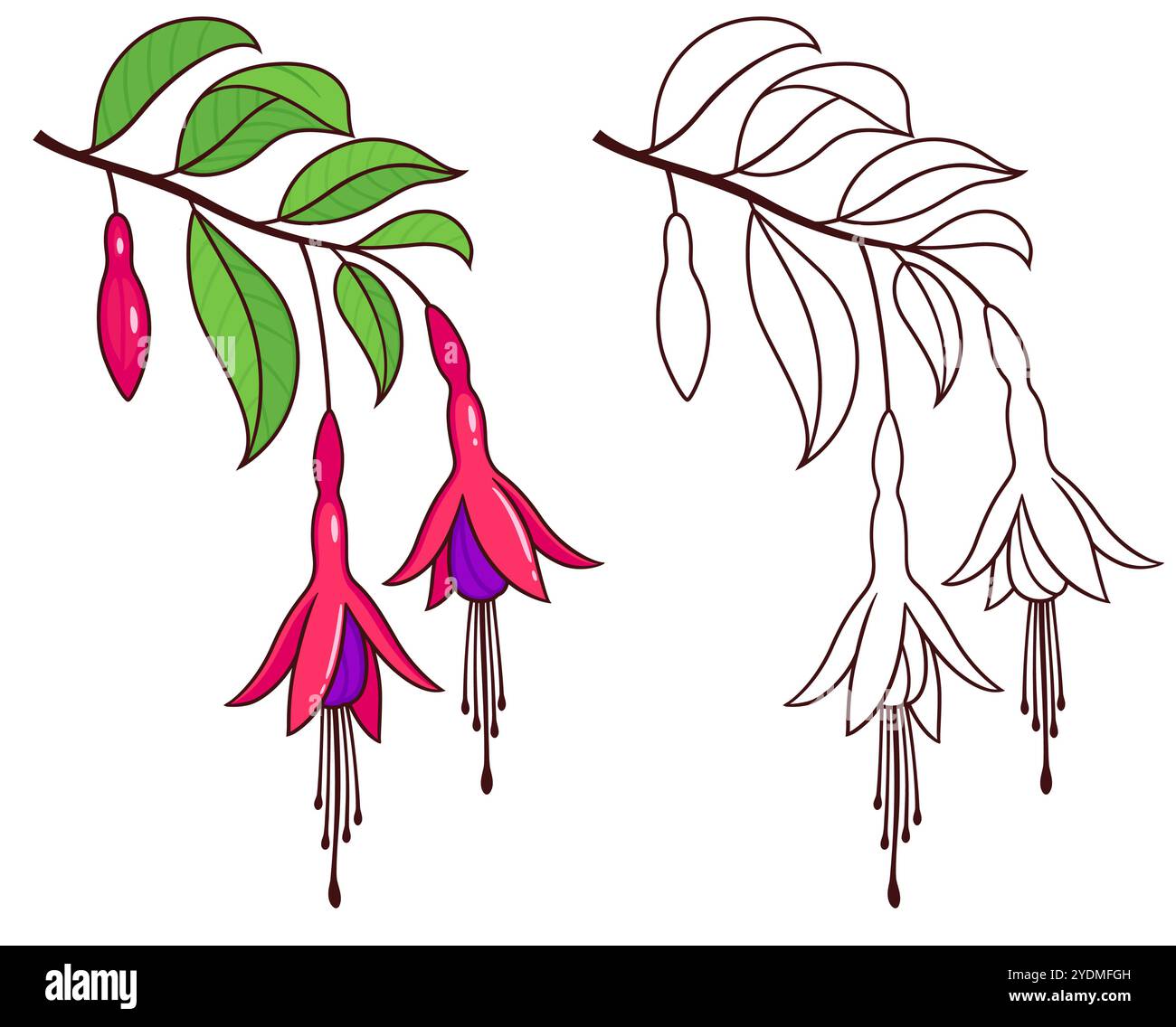 Chilco, Fuchsia magellanica, harte Fuchsia Zeichnung. Zweig mit farbigen Blättern und Blüten und Schwarzweiß-Umrissen. Handgezeichneter Vektor-Clip Art i Stock Vektor