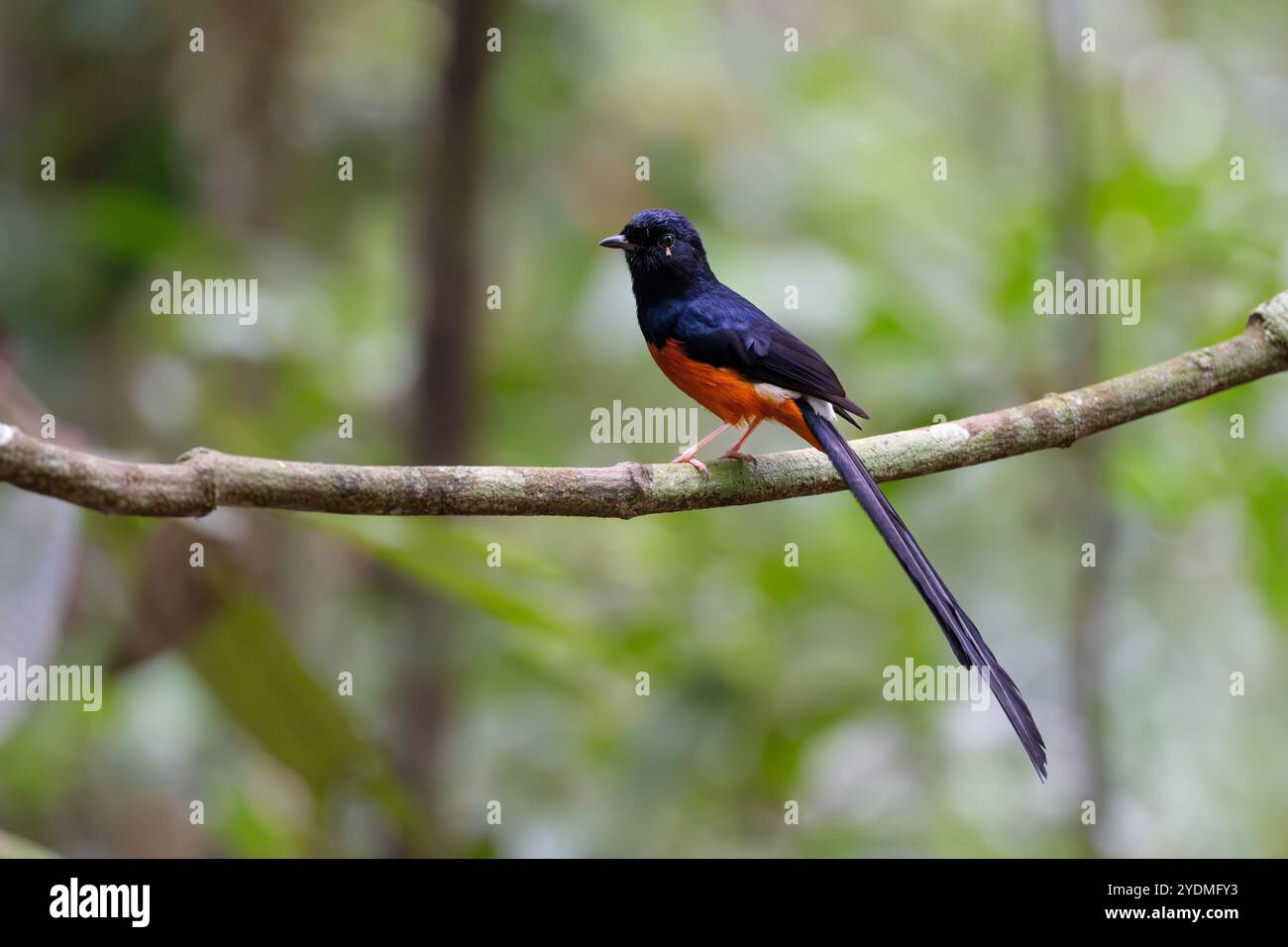 Ein weißrumpeliger Shama mit einem Insektenparasiten unter seinem Auge. Im Regenwald unter dem Taman Negara National Park Stockfoto