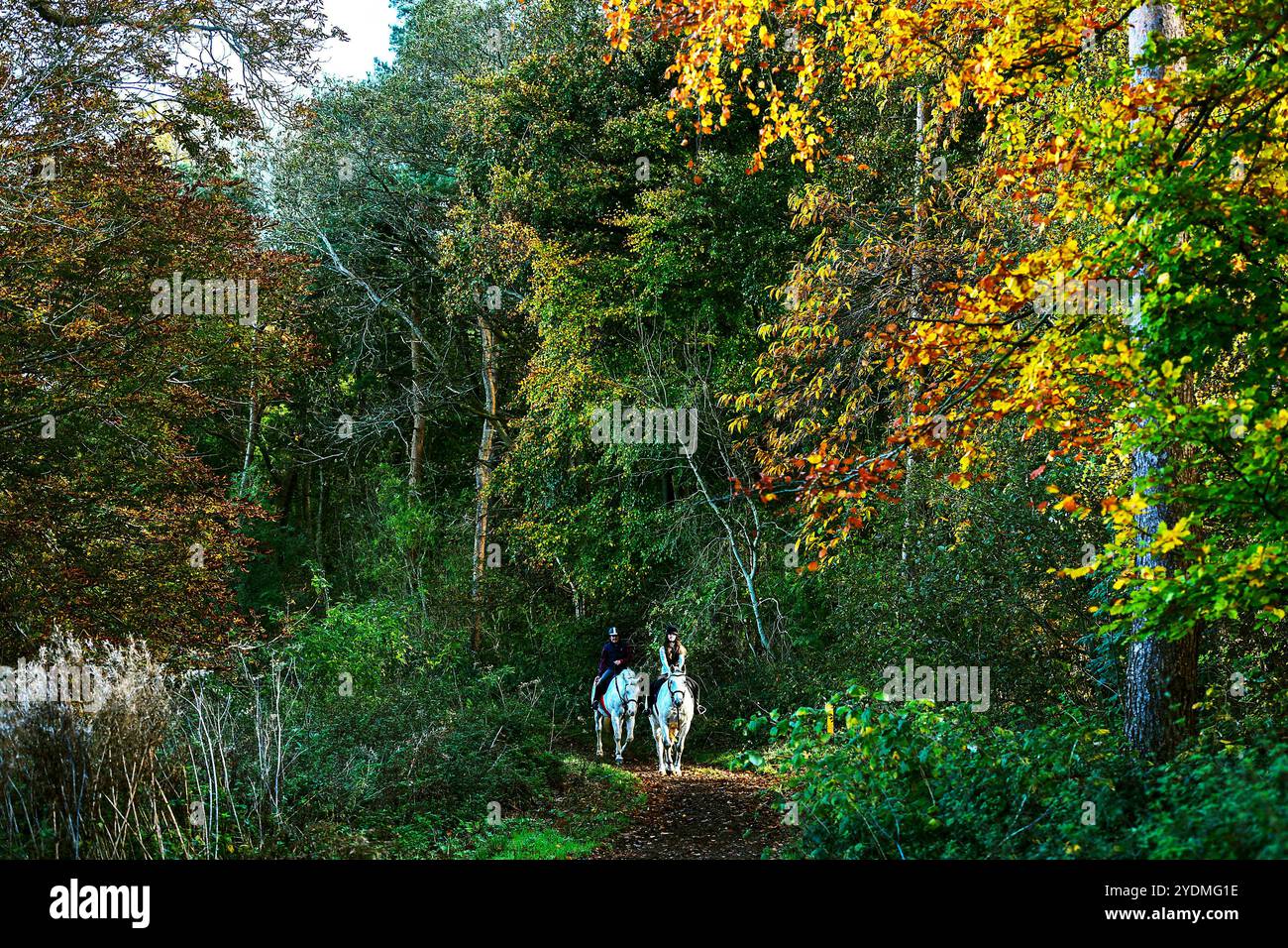 Vale of Belvoir, Leicestershire, Großbritannien. Oktober 2024. Reiter trainieren ihre Pferde in den Herbstfarben in den Wäldern von Belvoir, Leicestershire. Neil Squires/Alamy Live News Stockfoto