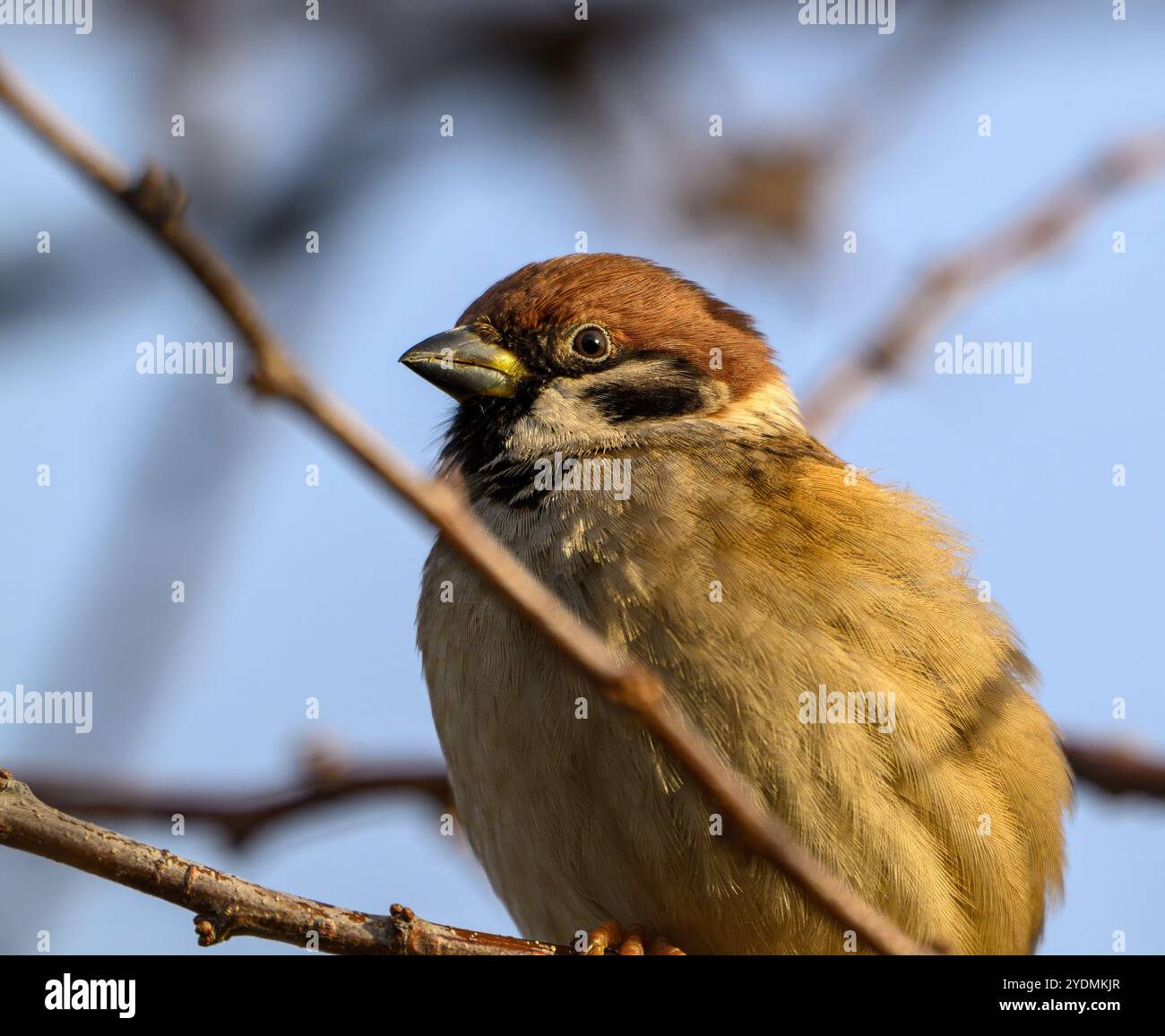 Dieser Baumsperling sitzt bequem auf einem Zweig und zeigt sein detailliertes Gefieder und seine leuchtenden Farben, wenn die Sonne im Hintergrund aufgeht und seine Beleuchtung erleuchtet Stockfoto