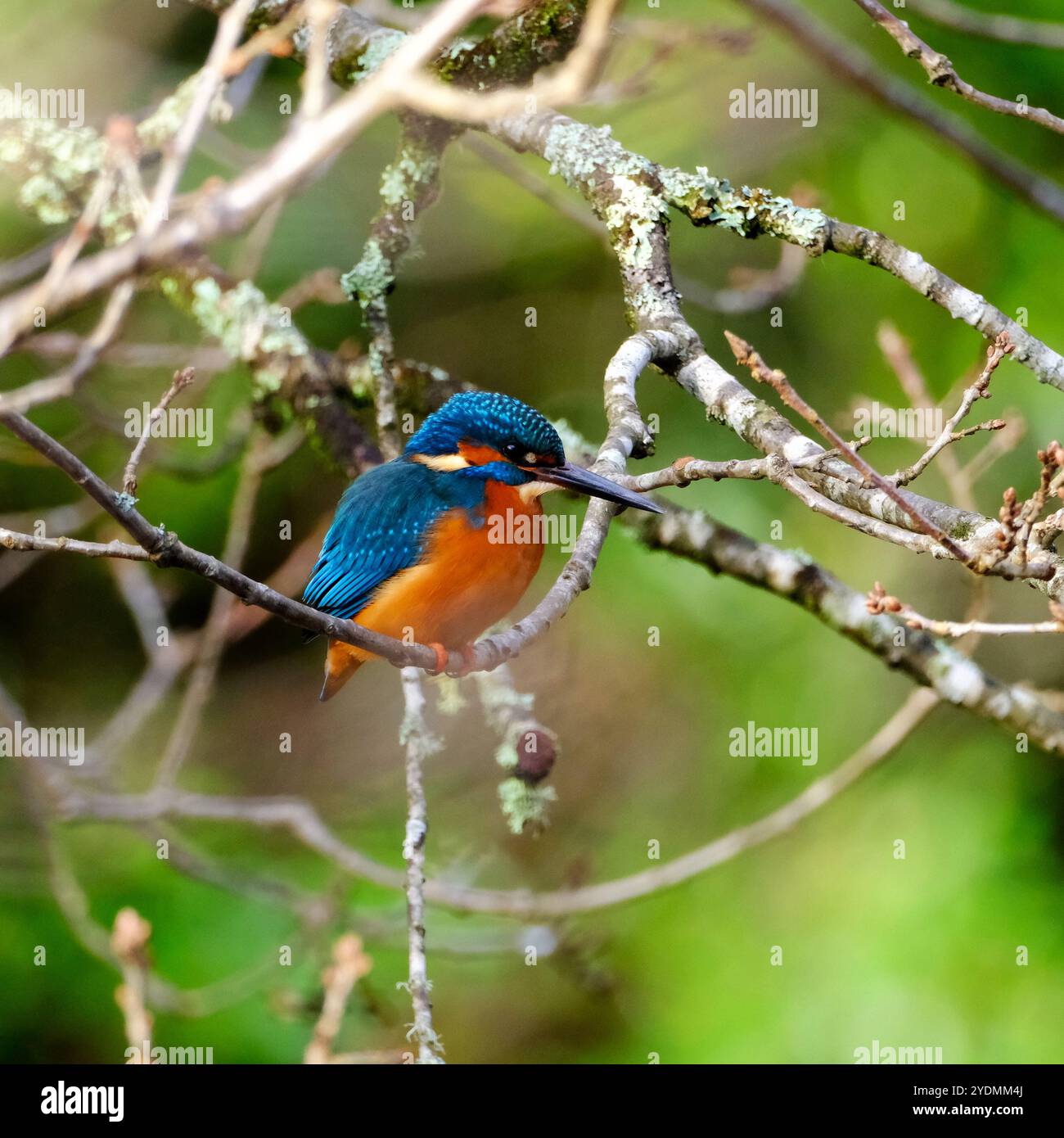 Eisvogel wartet leise auf das nächste Essen. Stockfoto