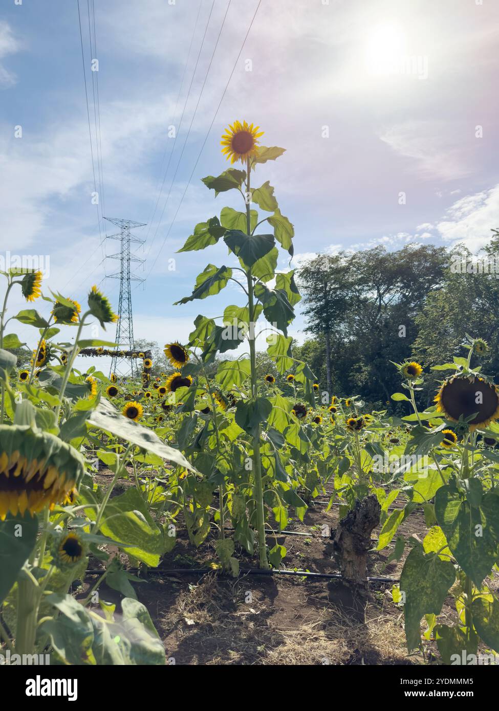 Sonnenblumenfeld unter elektrischem Turm auf blauem Himmel Hintergrund Stockfoto