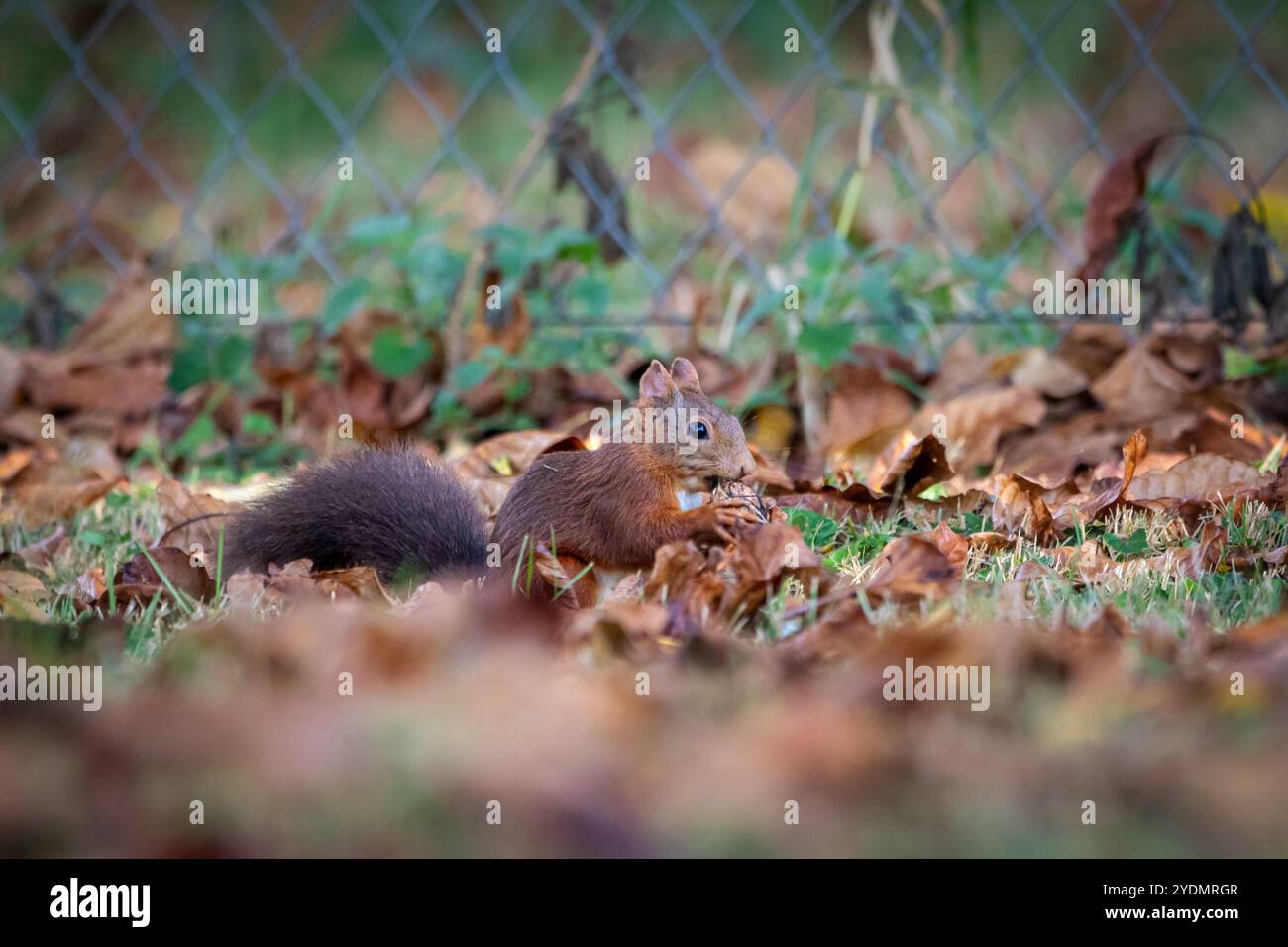 Ein Europäisches Rotes Eichhörnchen (Sciurus vulgaris) auf der Suche nach Walnüssen auf herbstblattbedecktem Boden. Stockfoto